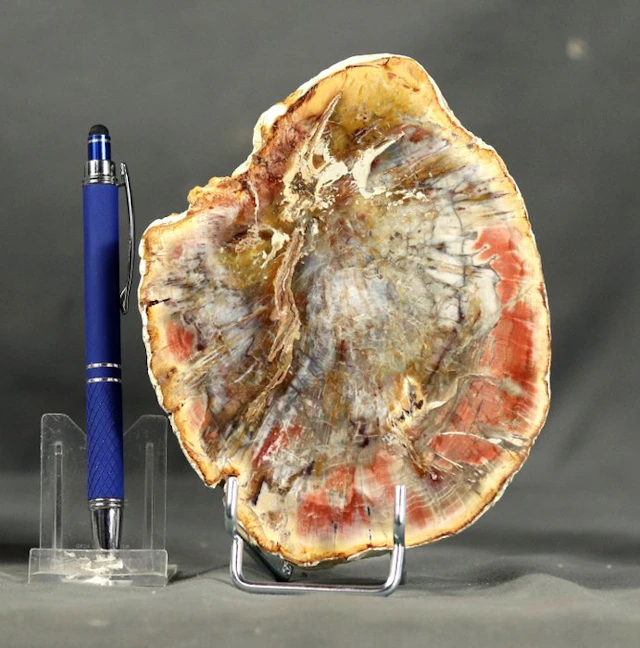Nice and decorative fossilized wood - Polished with...