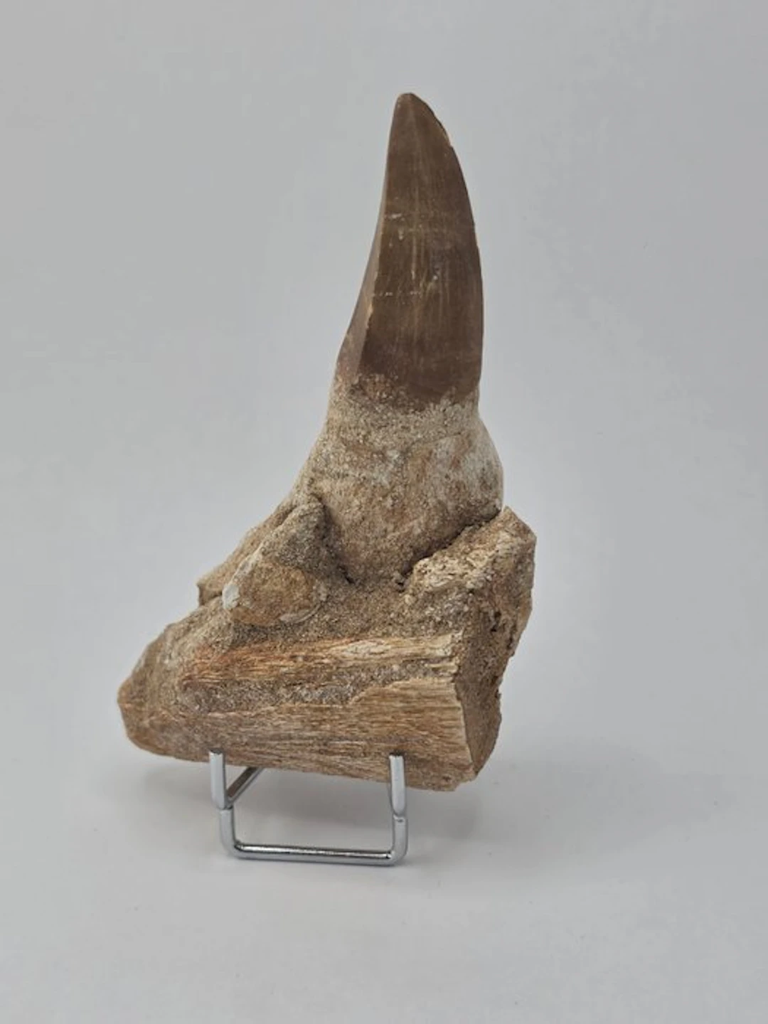 Mosasaur - Fossil tooth - 10 cm (No reserve price)