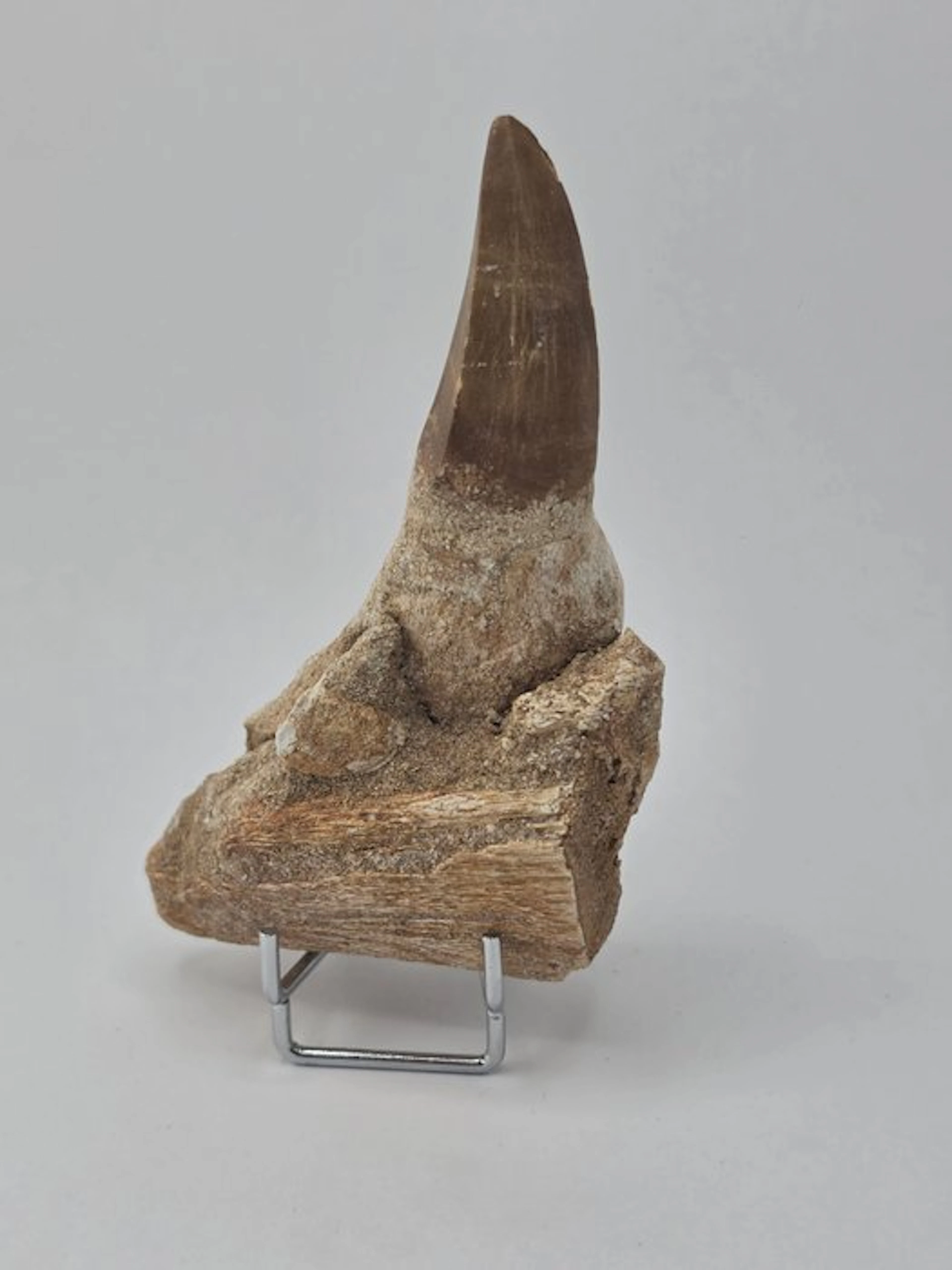 Mosasaur - Fossil tooth - 10 cm (No reserve price)