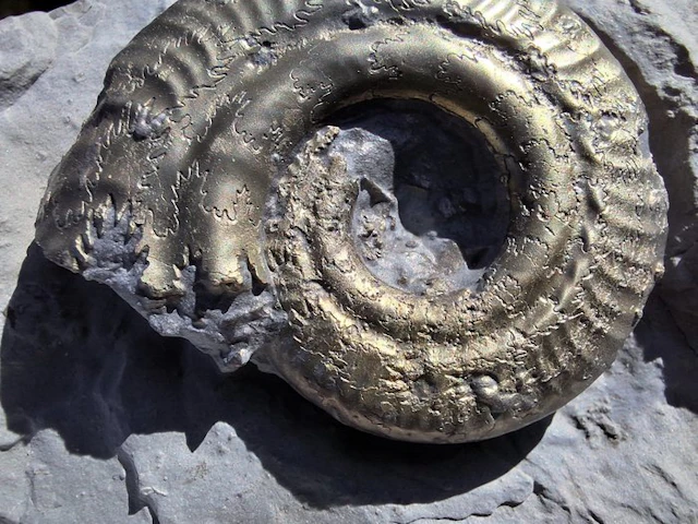 Splendid pyritized ammonite Pleuroceras solare...