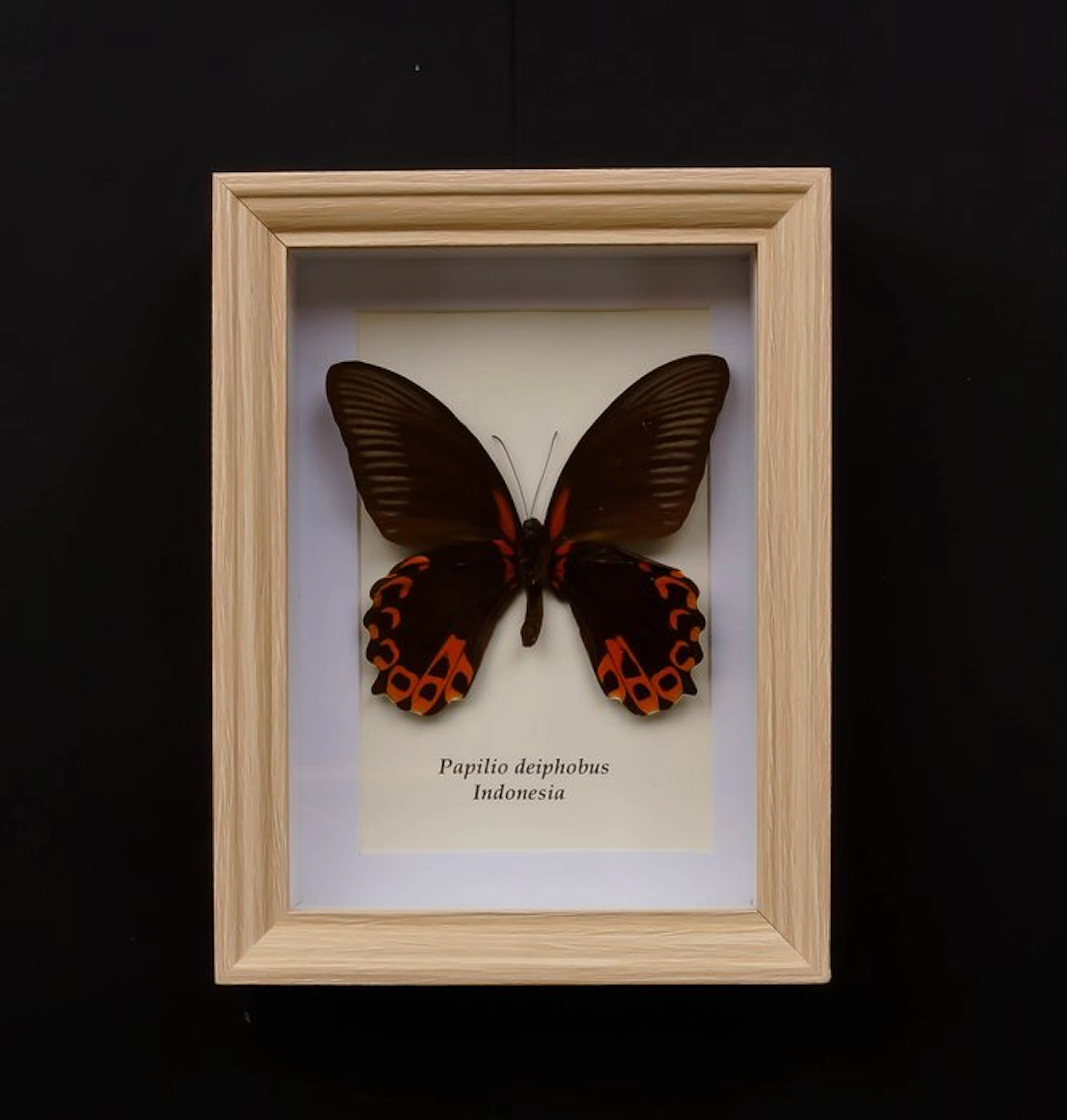 Butterfly Taxidermy full body mount - Papilio diephobus...