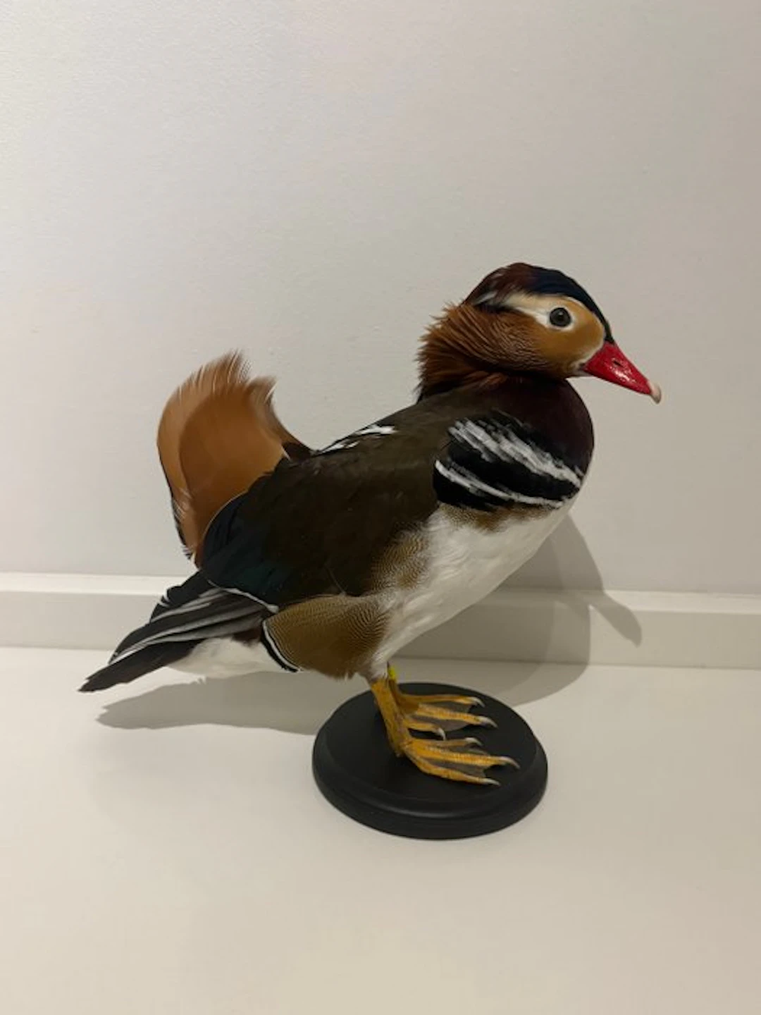 Mandarin duck Taxidermy full body mount - Aix...
