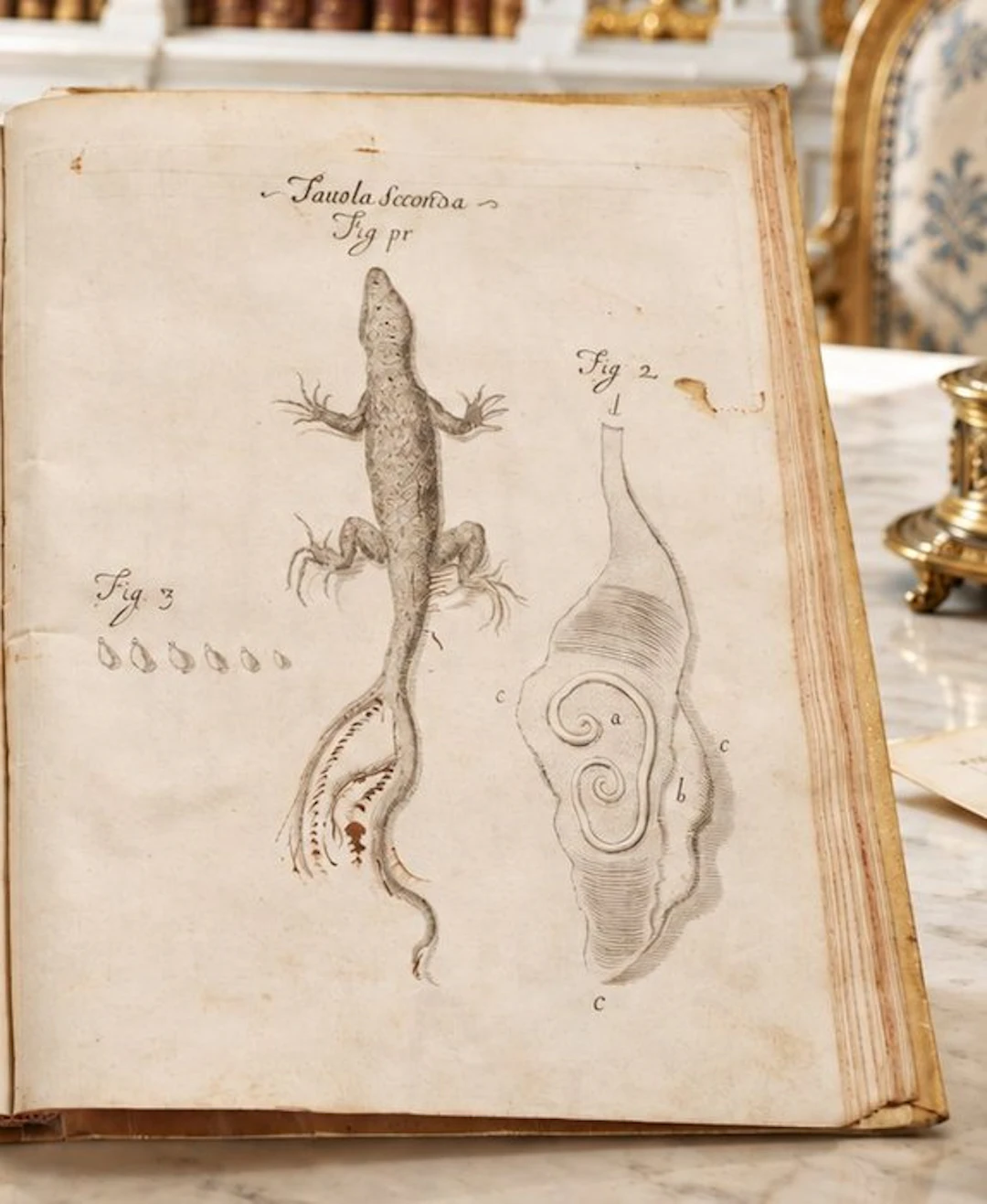 Francesco Redi - Animali Viventi che si trovano negli Animali Viventi - 1684