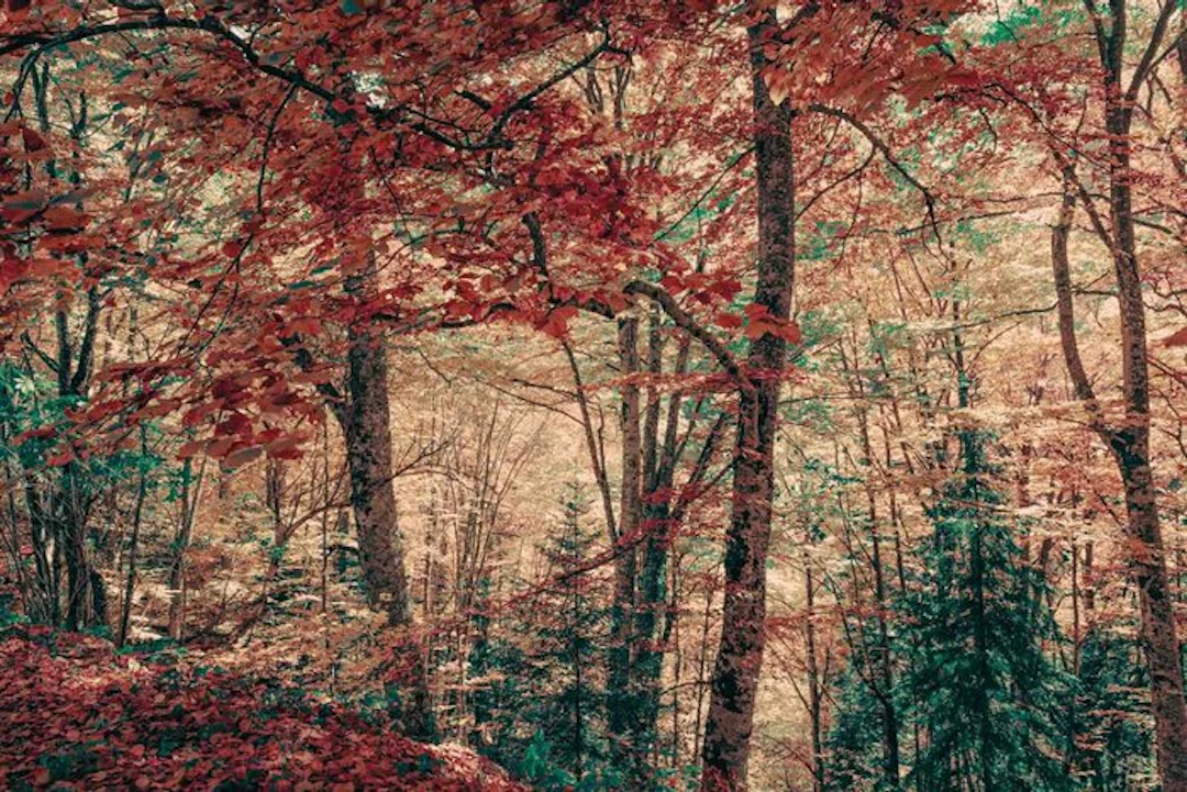 Jorge Omeñaca - Forest bath II