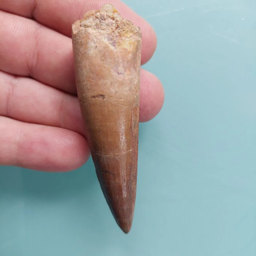 Spinosaur - Fossil tooth - 85 mm - 25 mm