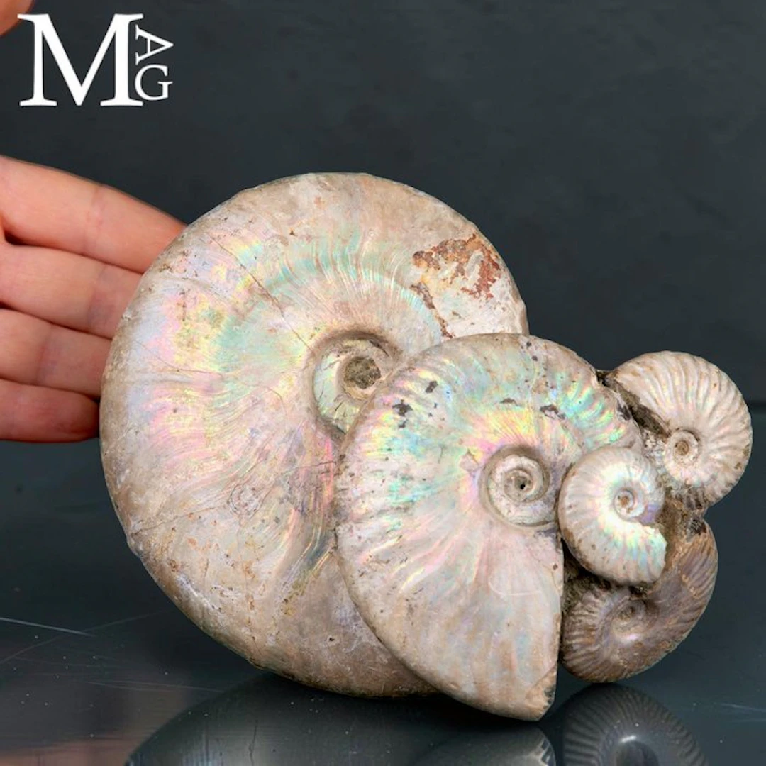 Natural group of Ammonites of the Genus Cleoniceras - Aioloceras Sp