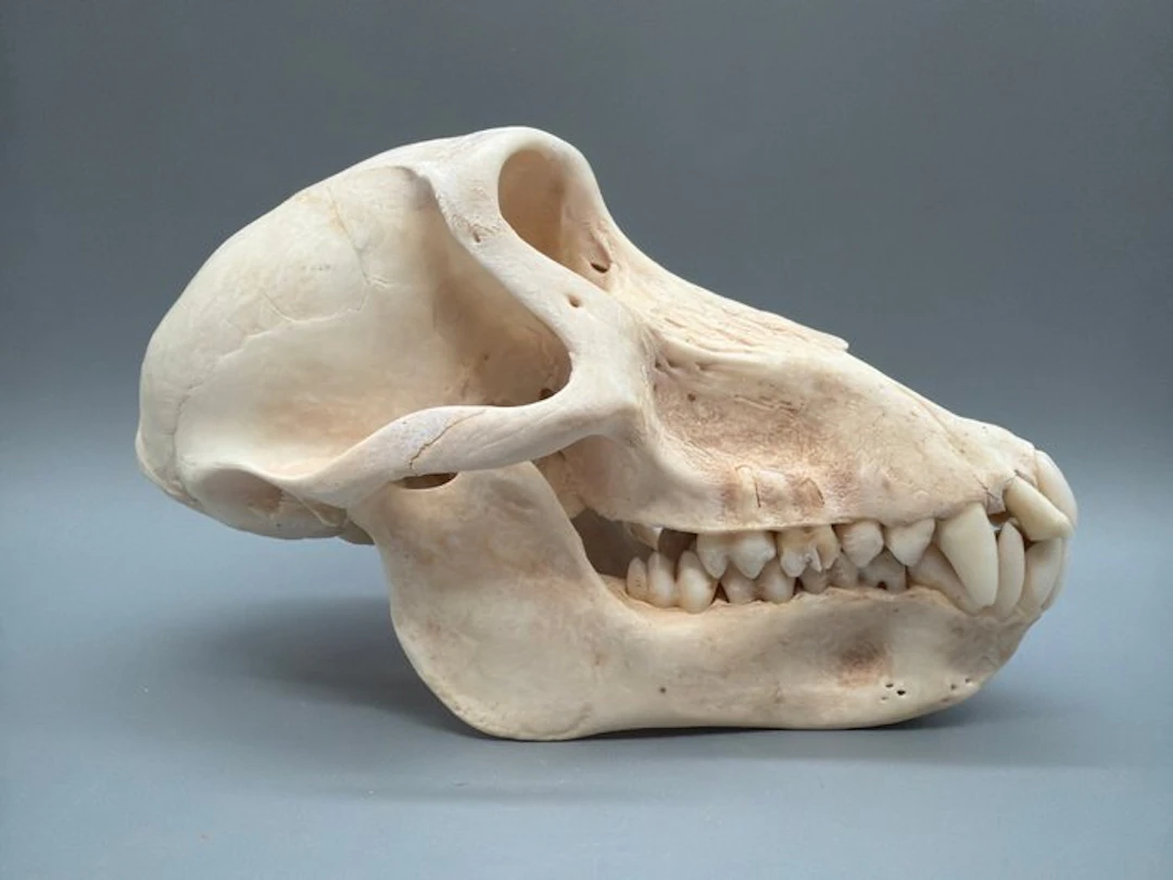 Monkey Mammal skull - Papio Ursinus - 10 cm - 10 cm - 17...