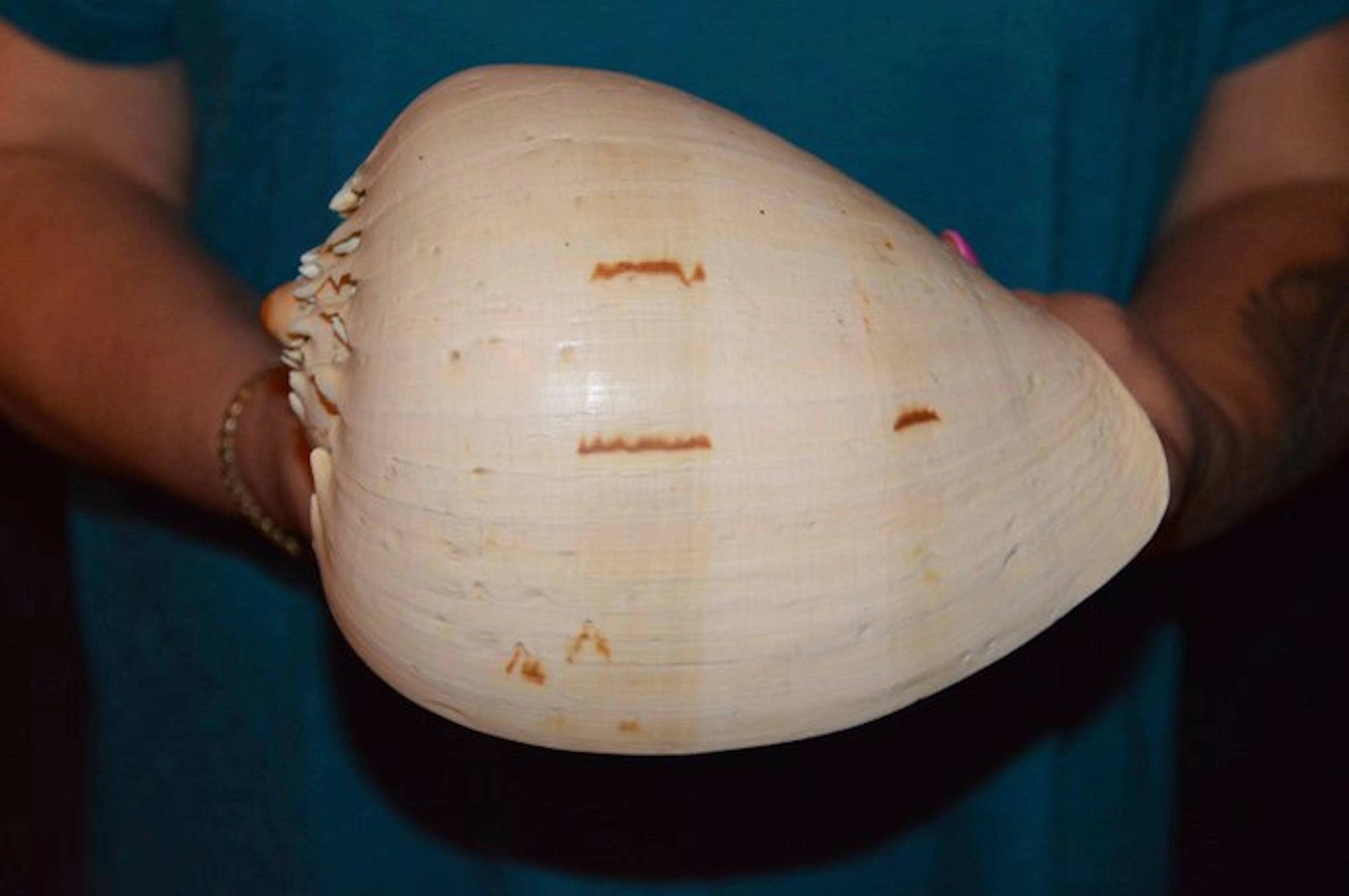 Sea Snail Sea shell - S-654 MELO BRODERIPII (No reserve price)