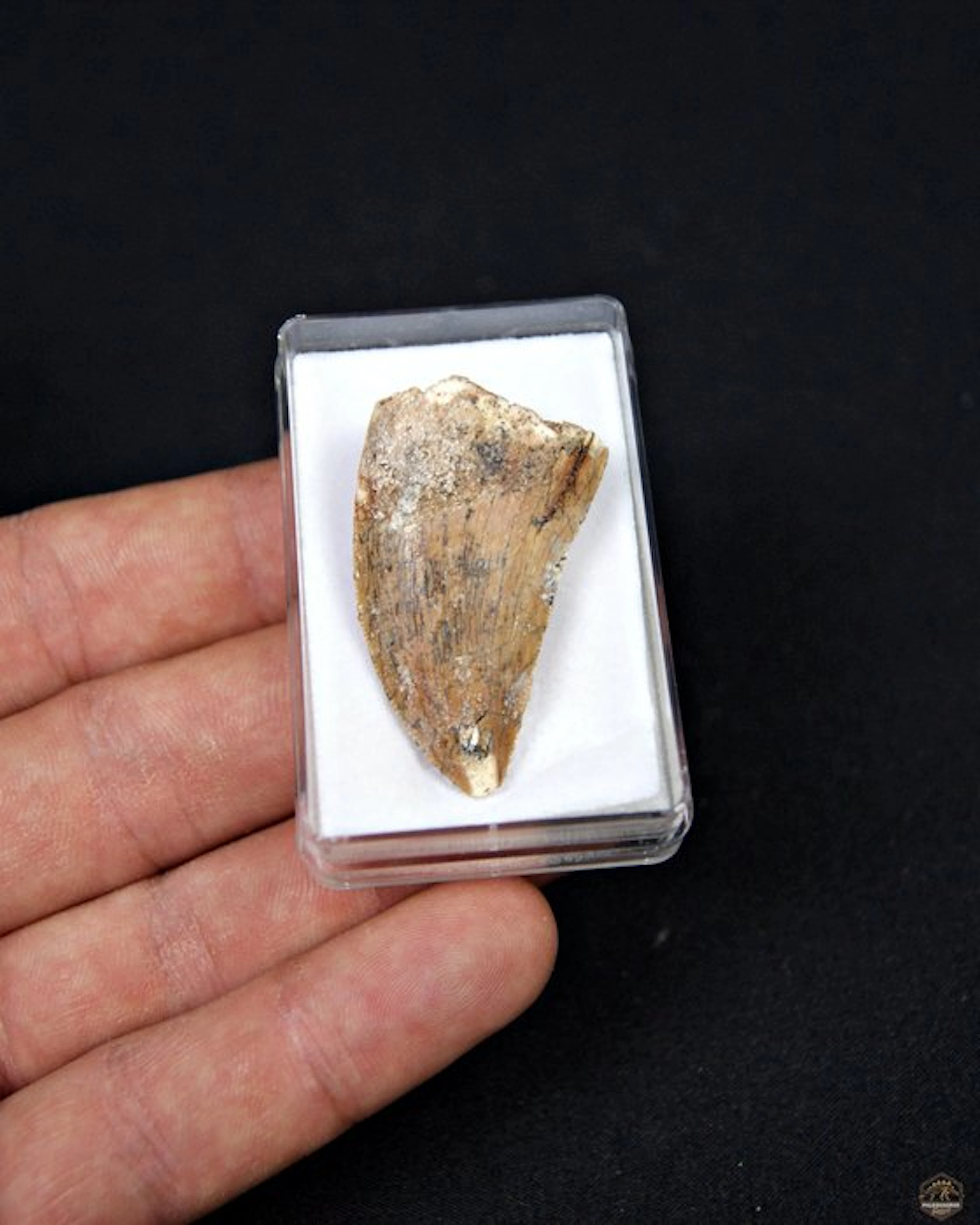 Dinosaur - Fossil tooth - Carcharodontosaurus Saharicus
