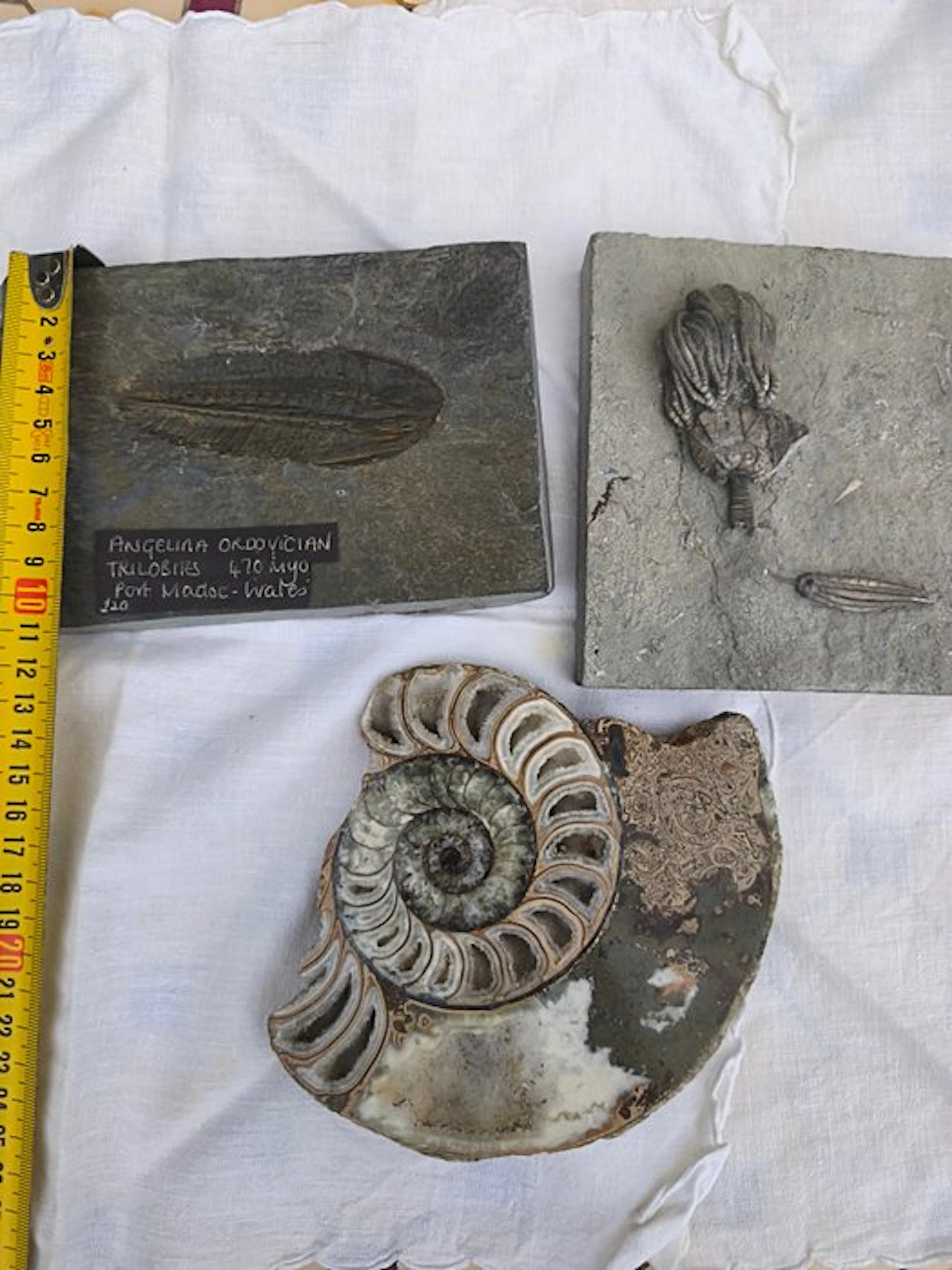 Fossil - Fossil plate matrix - crinoide+Trilobite+Ammonite - 13.5 cm - 12 cm