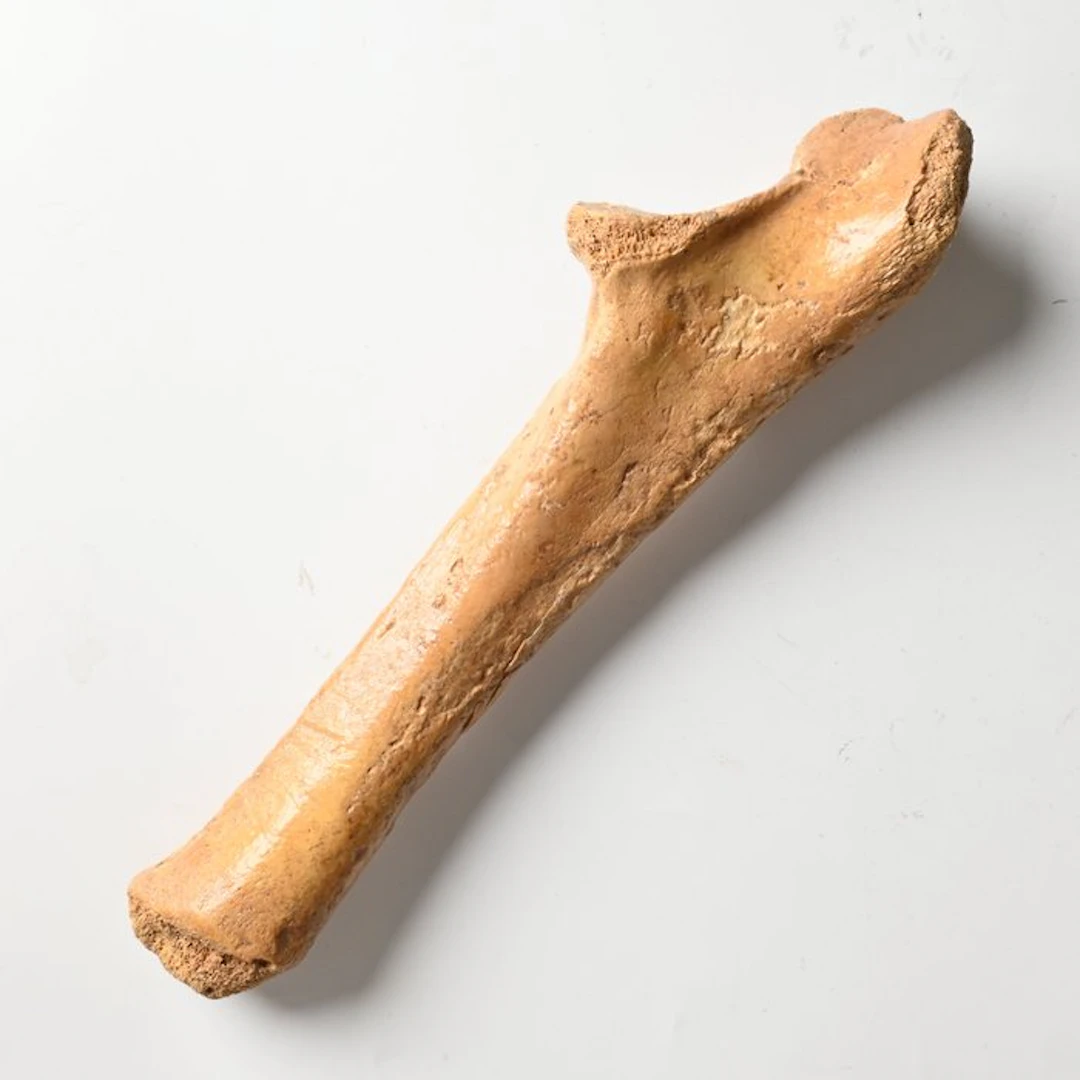 Cave Bear - Fossil bone - Ursus spelaeus - 20.5 cm - 5.2 cm (No reserve price)