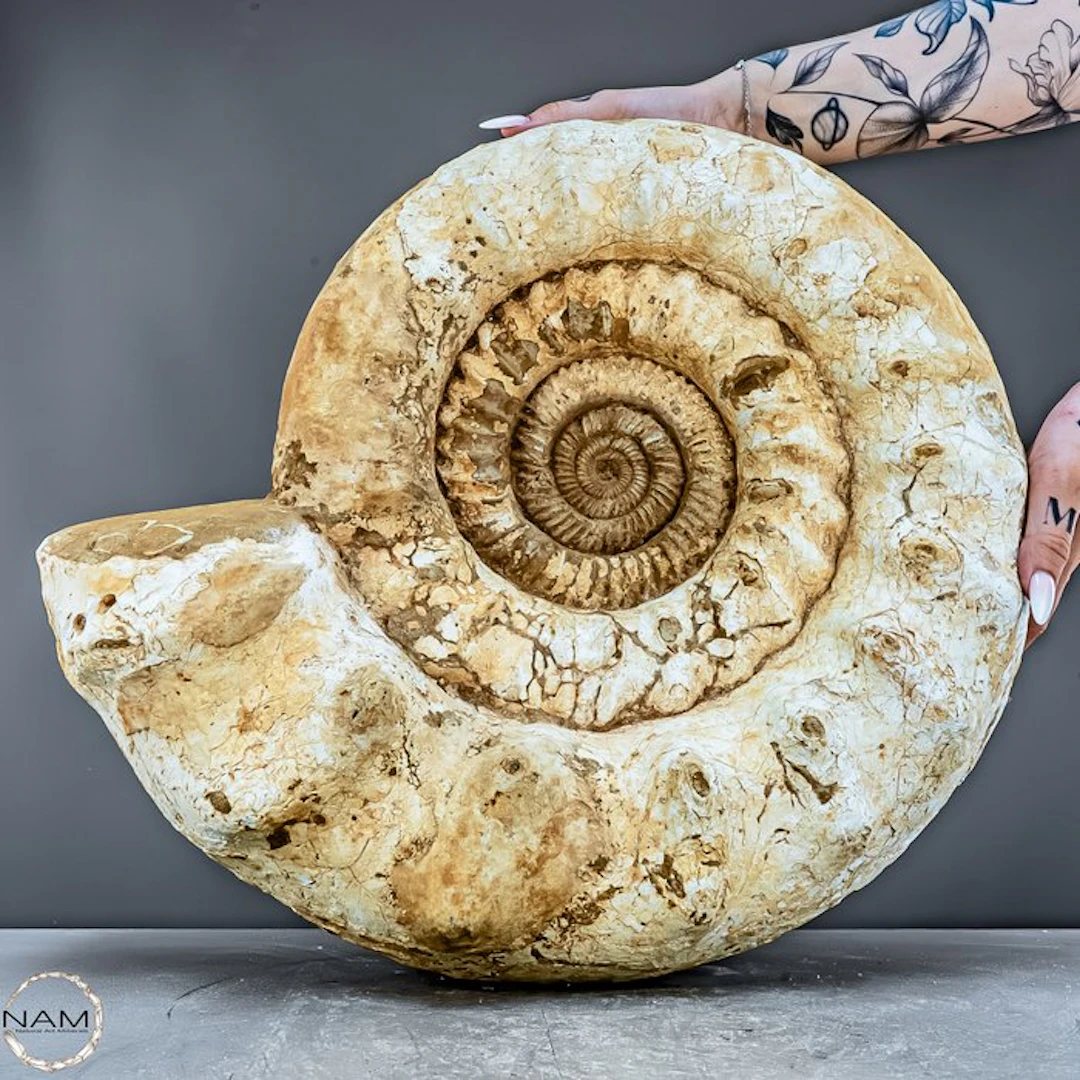 Natural ammonite from Madagascar – 32.4 kg Primeval elegance- 32445.62 g