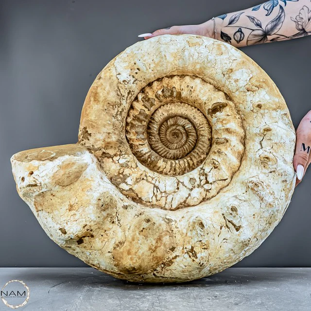 Natural ammonite from Madagascar – 32.4 kg Primeval elegance- 32445.62 g