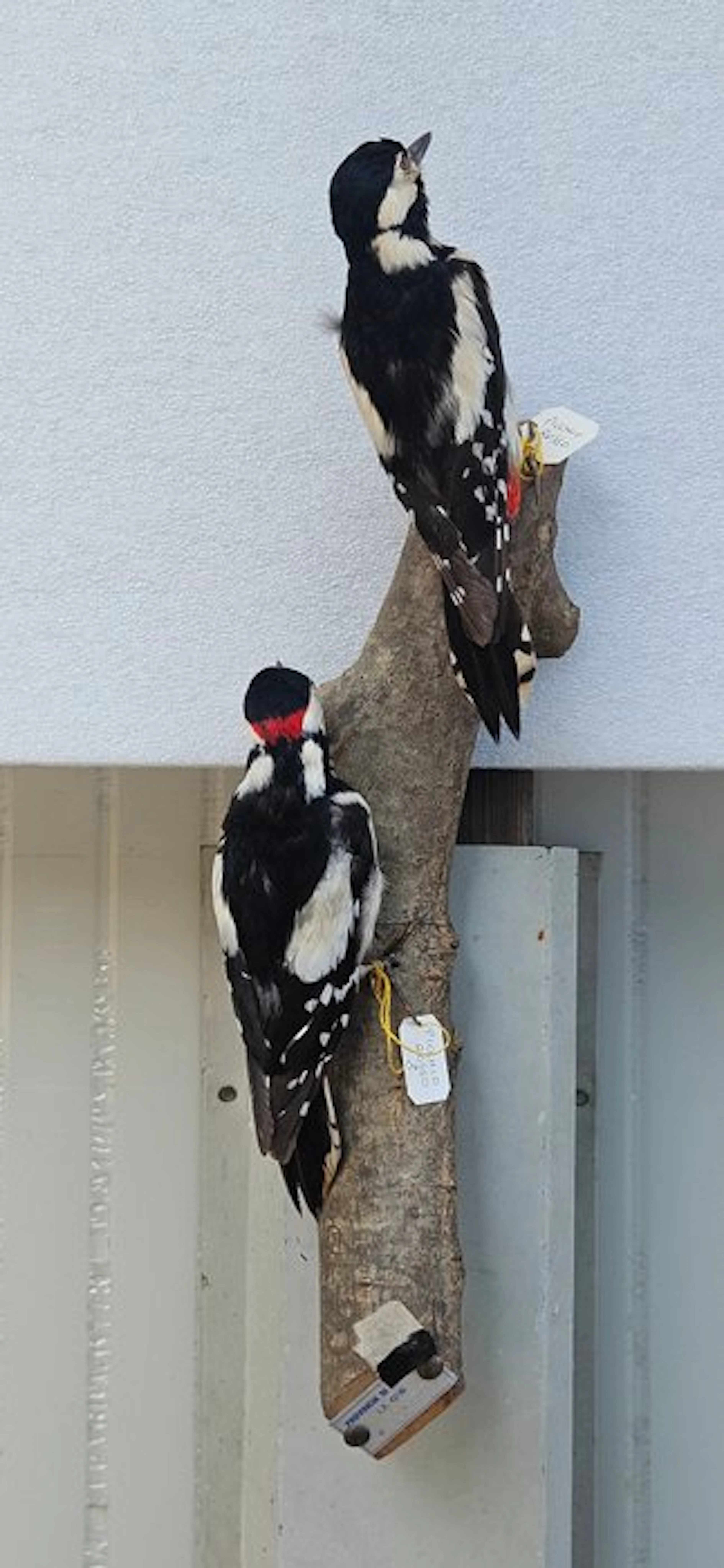 Great spotted woodpecker Taxidermy wall mount...