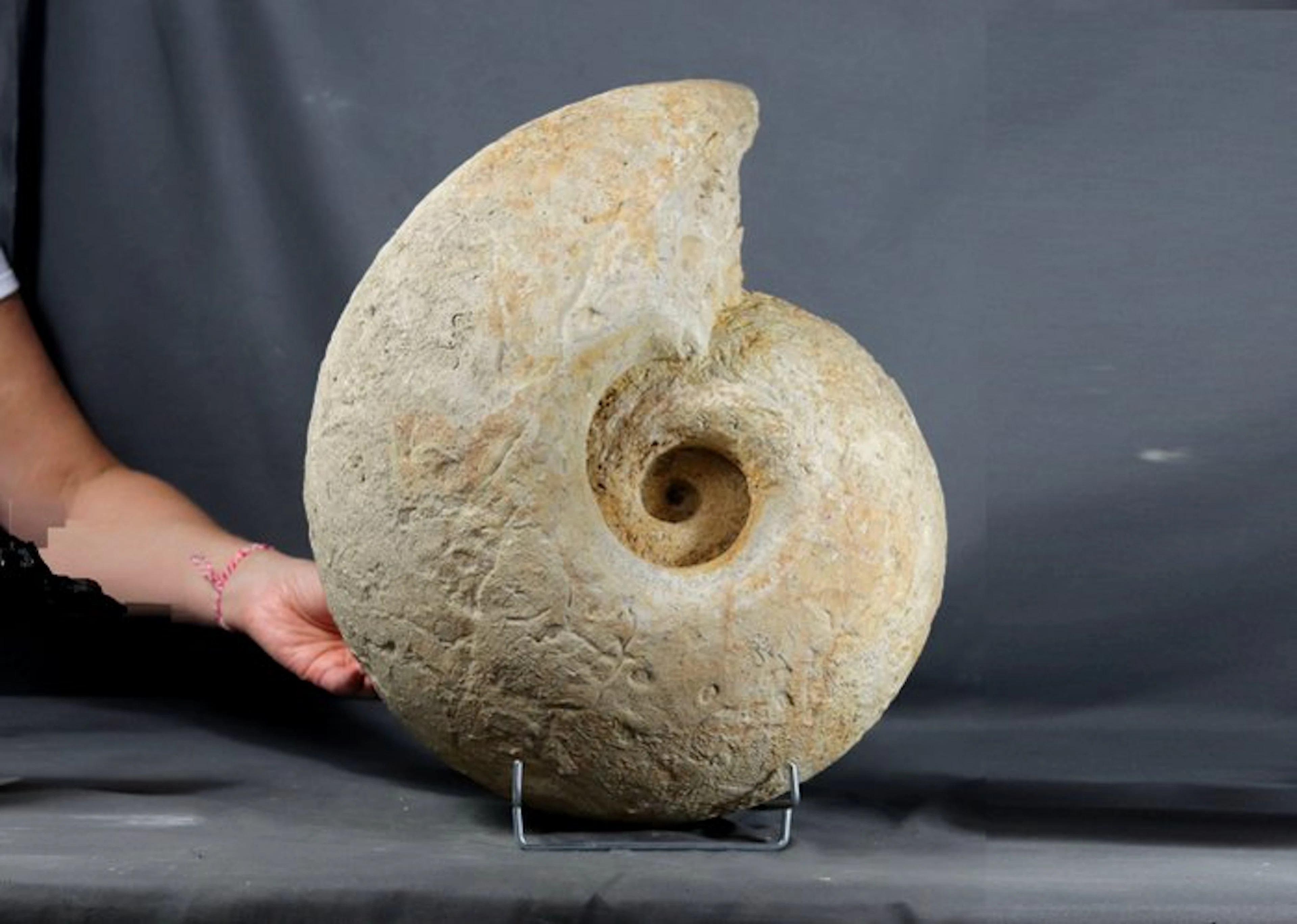 HUGE Ammonite - 43.8 kg !! - Fossilised animal...