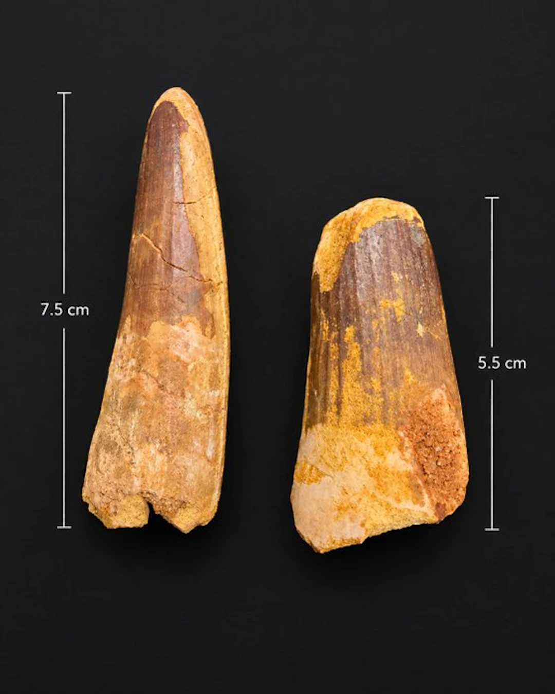 2 Large Spinosaurus Fossil Teeth - Fossil tooth - Spinosaurus sp