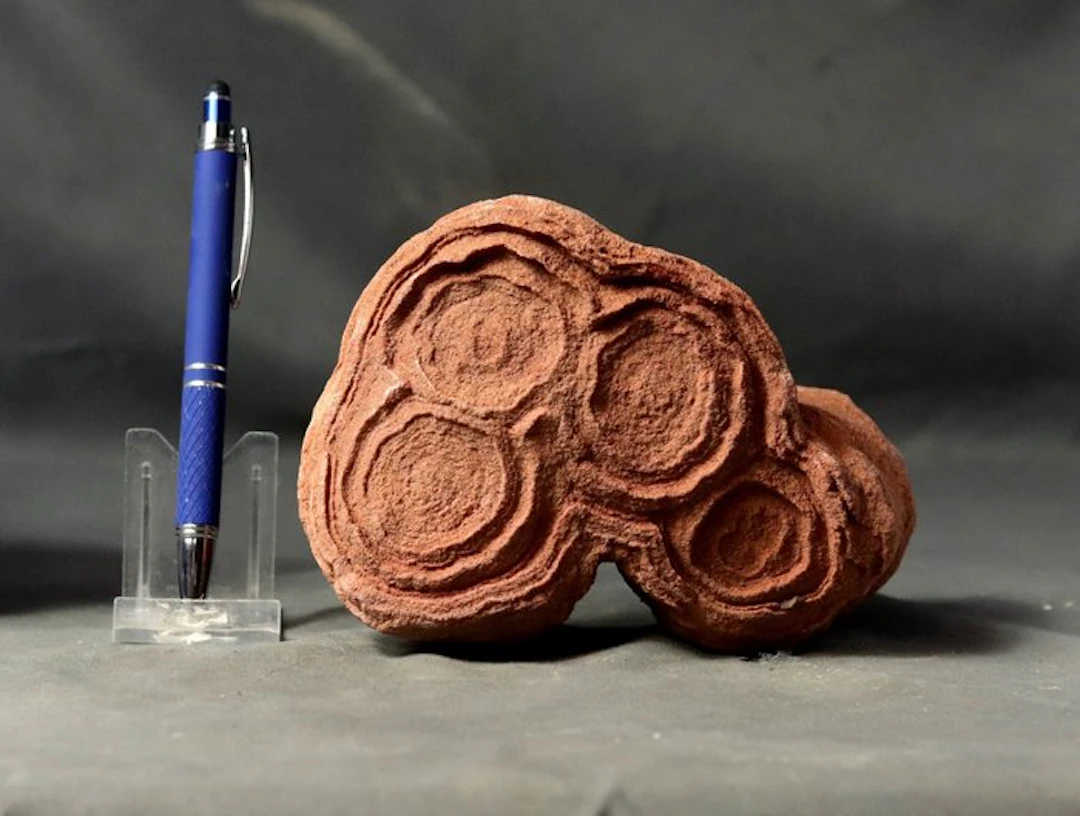 Big sized decorative fossilized stromatolite - Fossilised...
