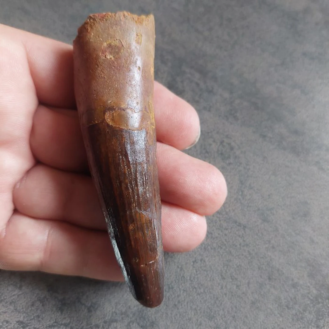 Spinosaur - Fossil tooth - Spinosaurus aegyptiacus - 95 mm - 30 mm