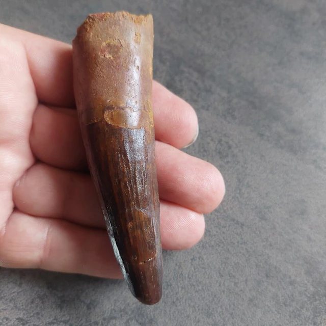 Spinosaur - Fossil tooth - Spinosaurus aegyptiacus - 95 mm - 30 mm