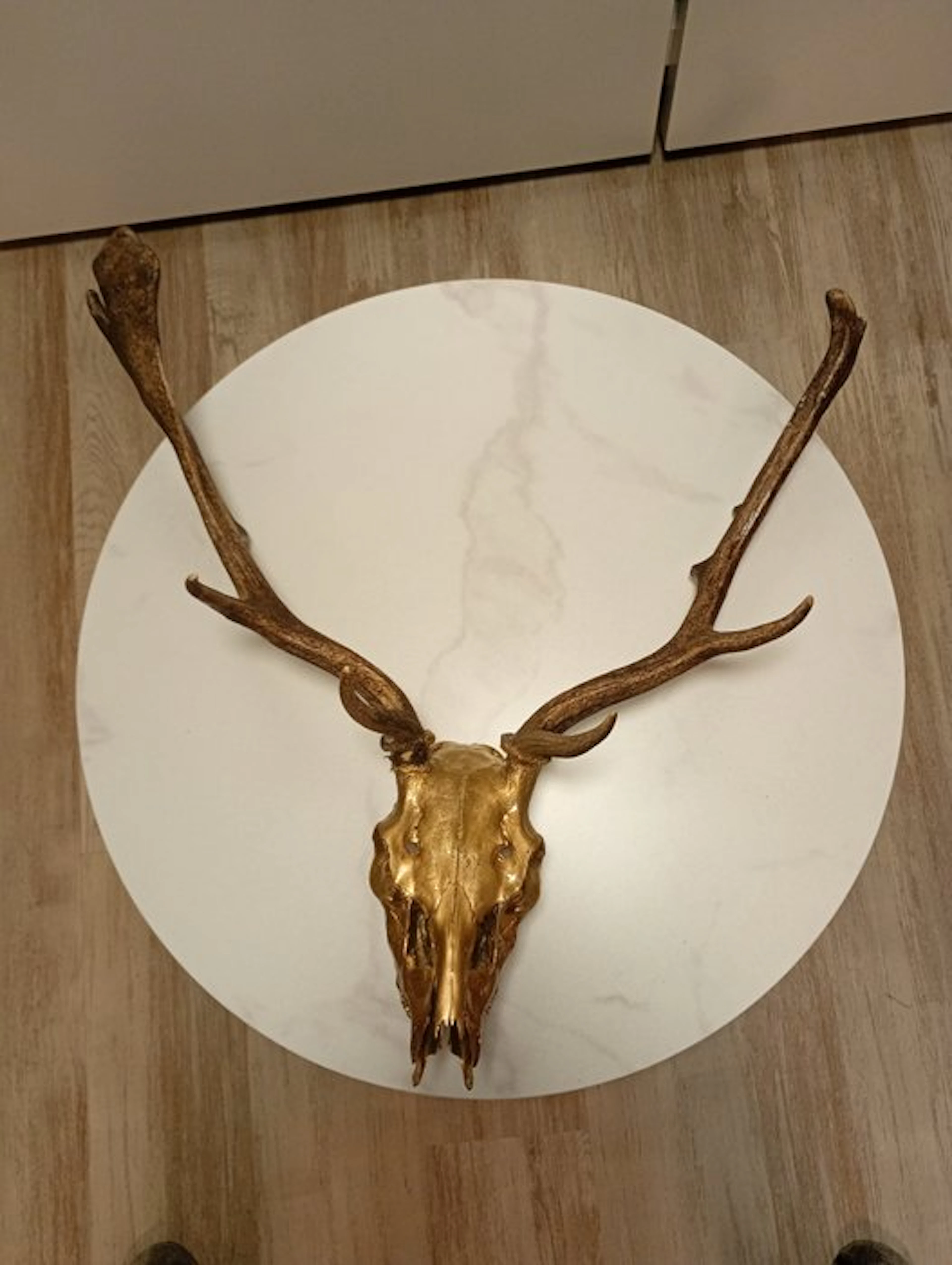 Deer Mammal skull - Dama dama - 30 cm - 70 cm - 70 cm - (1)