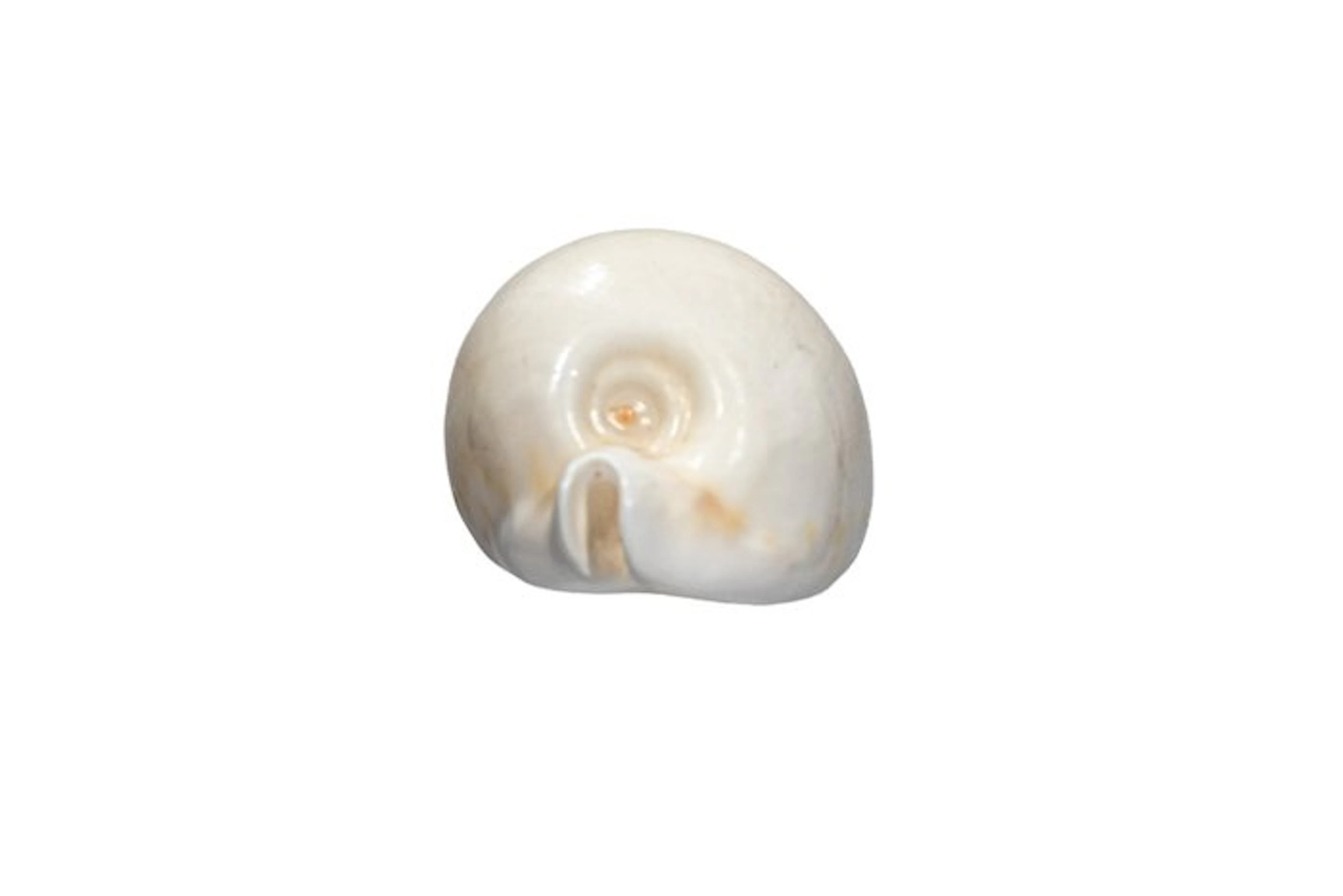 Majestic Elegance: The Cypraea hesitata in gleaming perfection, 10