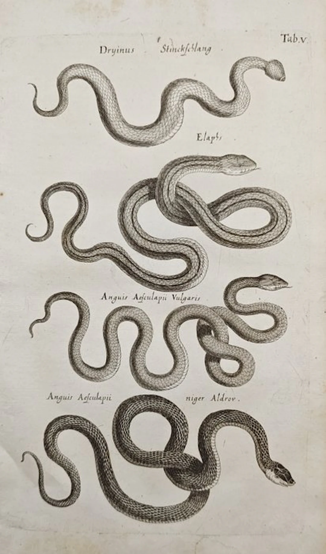 John Jonston (1603–1675) - Various Serpent and Snake...
