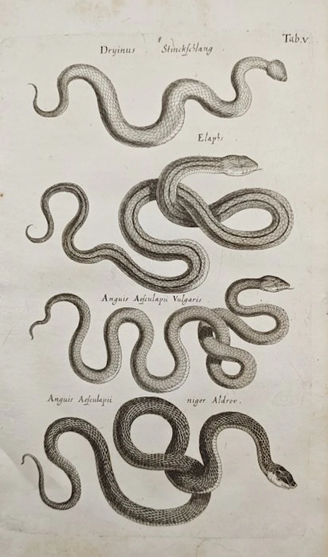 John Jonston (1603–1675) - Various Serpent and Snake...