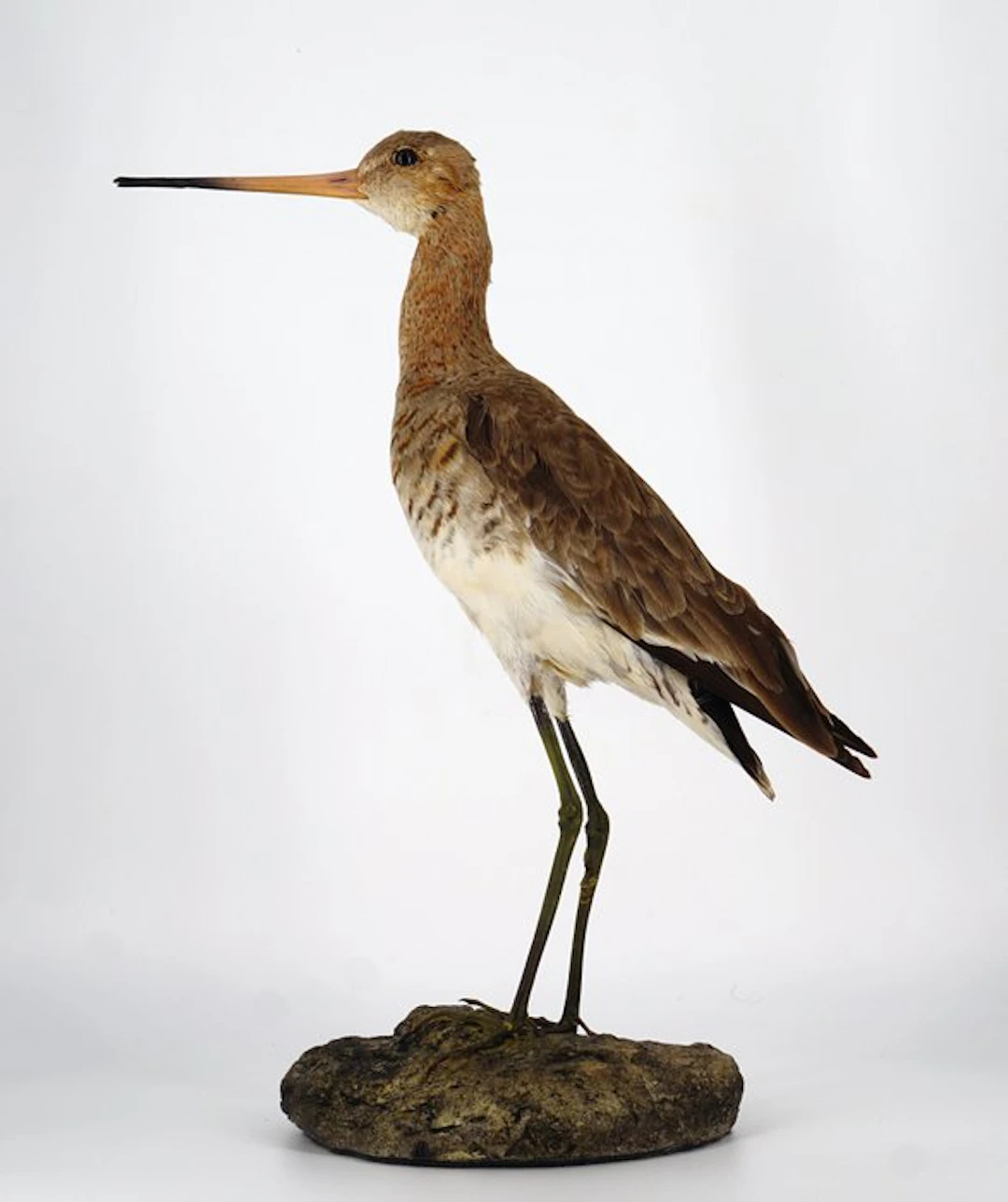 Royal Pittima Taxidermy full body mount - Limosa limosa - 28 cm - 16 cm - 38 cm