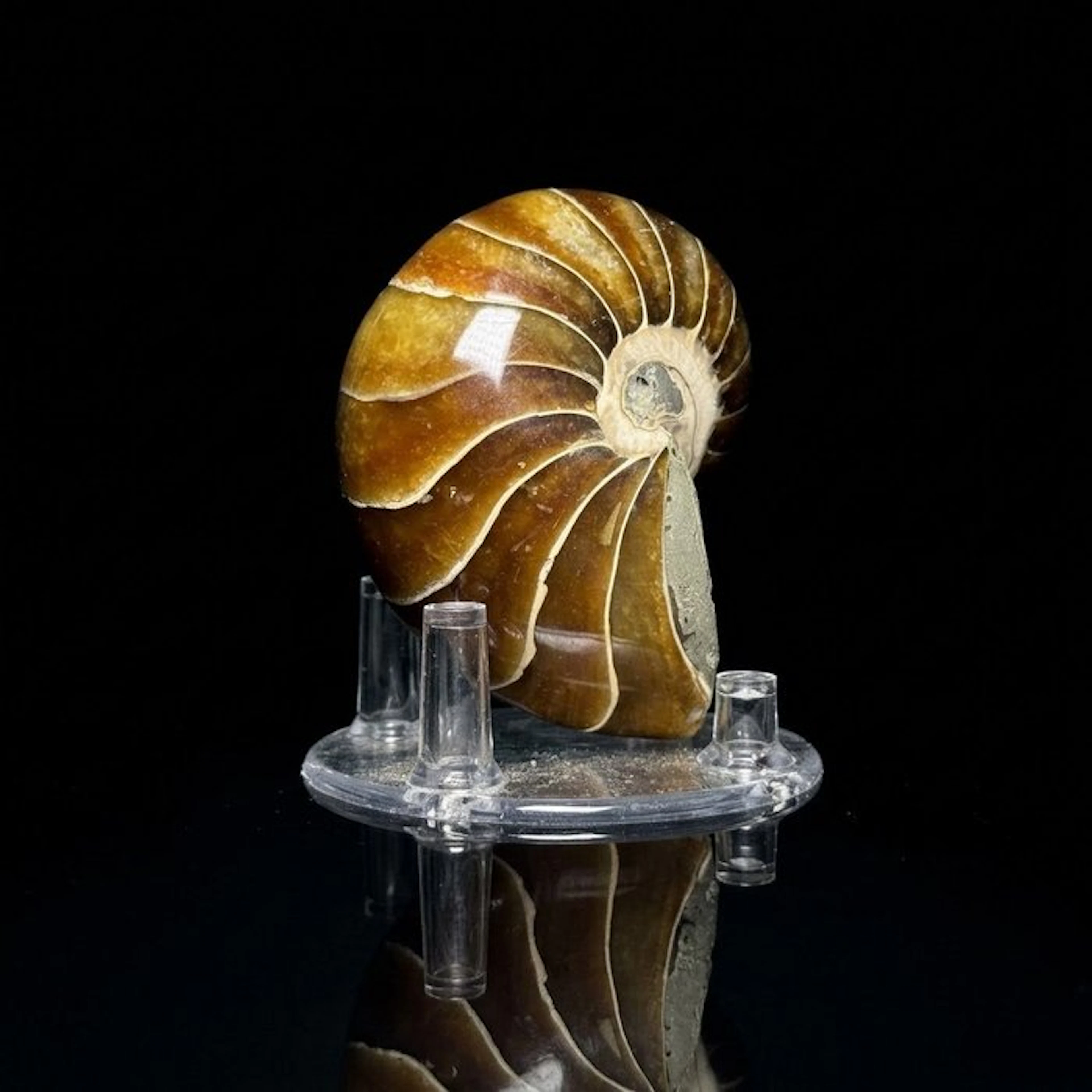 Polished Nautiloid - Fossil matrix - Cymatoceras sp. - 8 cm - 6 cm