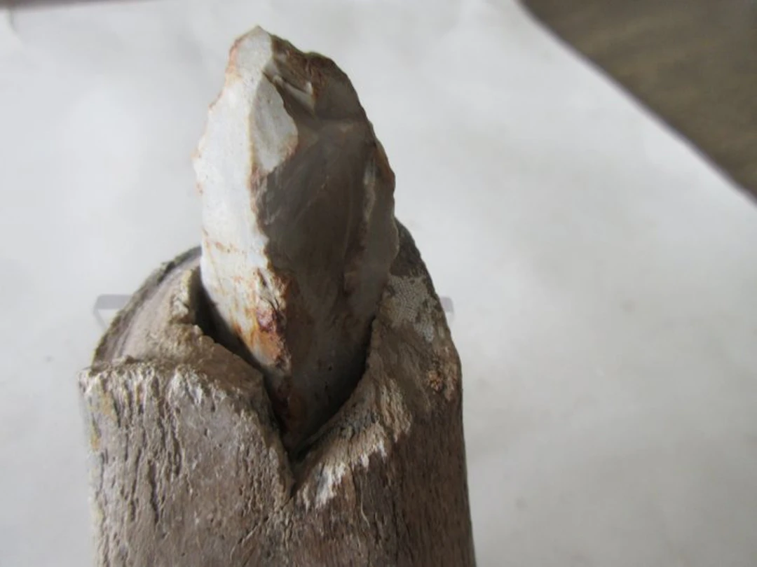 Mesolithic/Epipaleolithic Bone Hand axe - 125 mm (No reserve price)