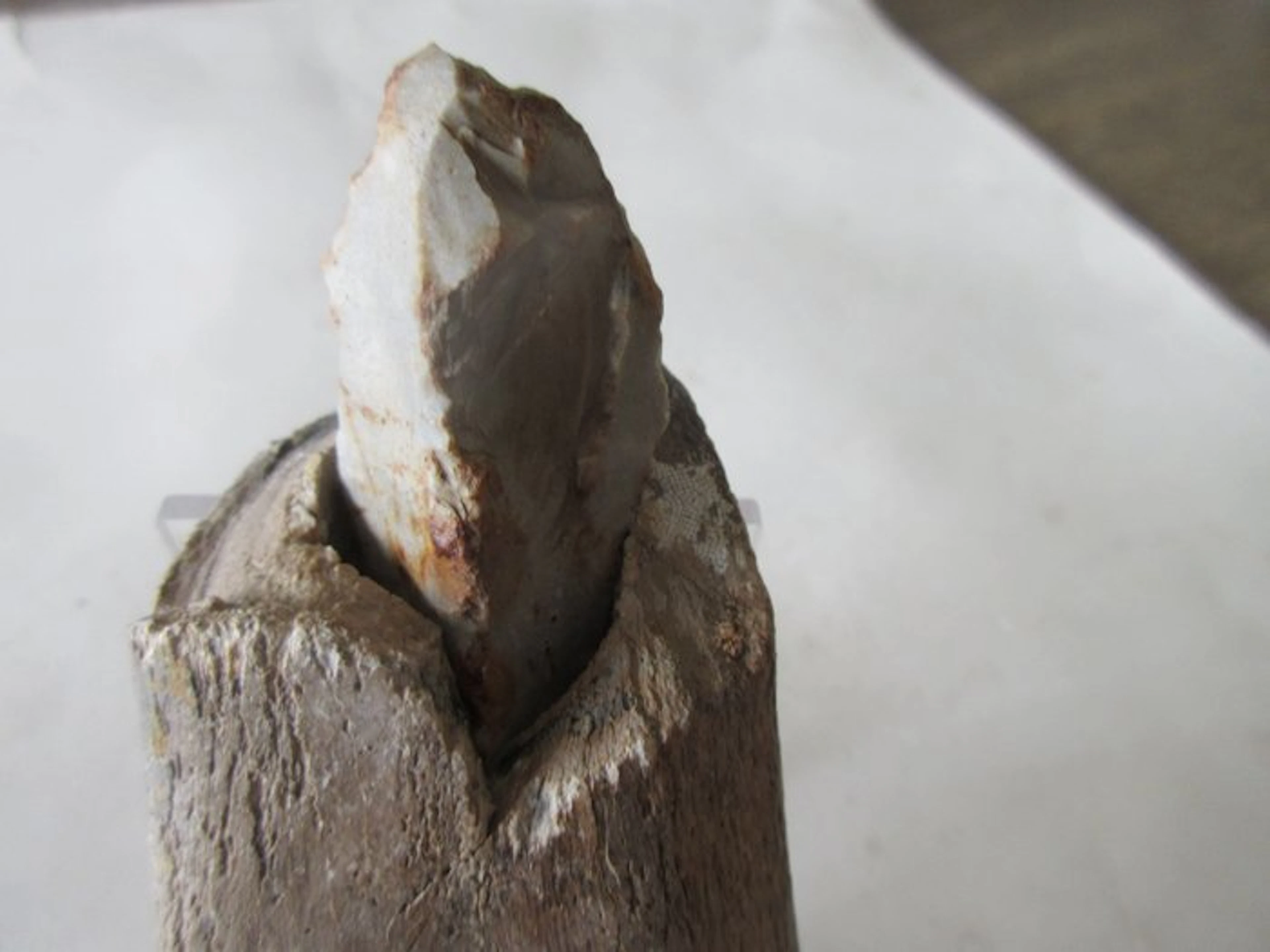 Mesolithic/Epipaleolithic Bone Hand axe - 125 mm (No reserve price)