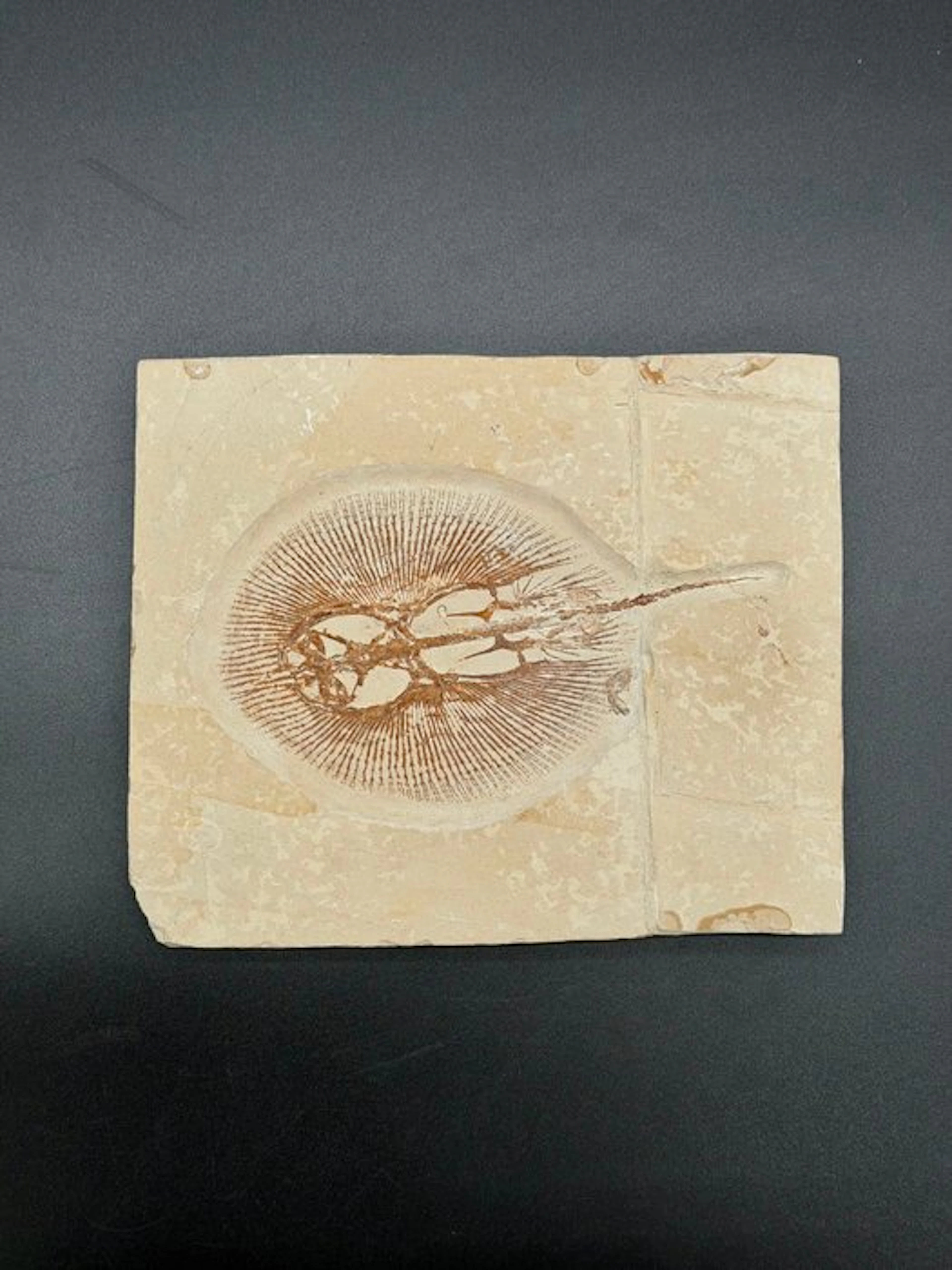 Fish - Fossilised articulated skeleton - cyclobatis major - 20 cm - 25 cm