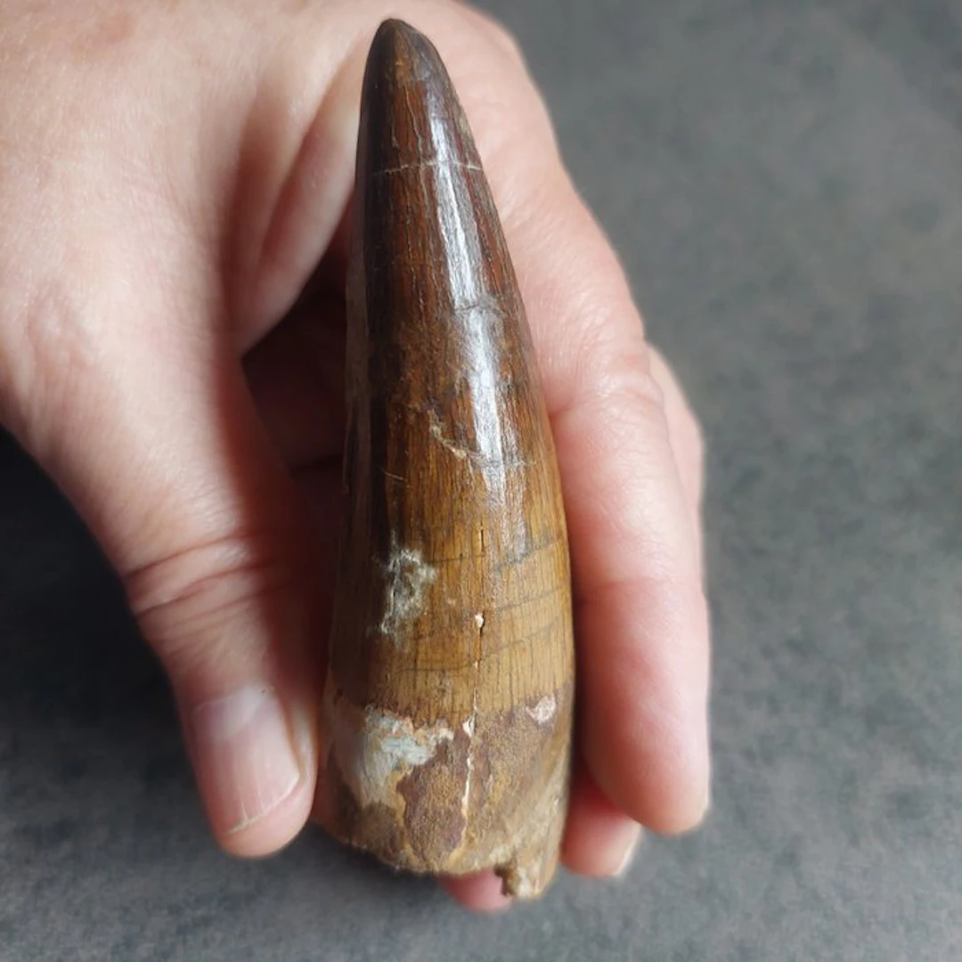 Spinosaur - Fossil tooth - Spinosaurus aegyptiacus - 88 mm - 26 mm