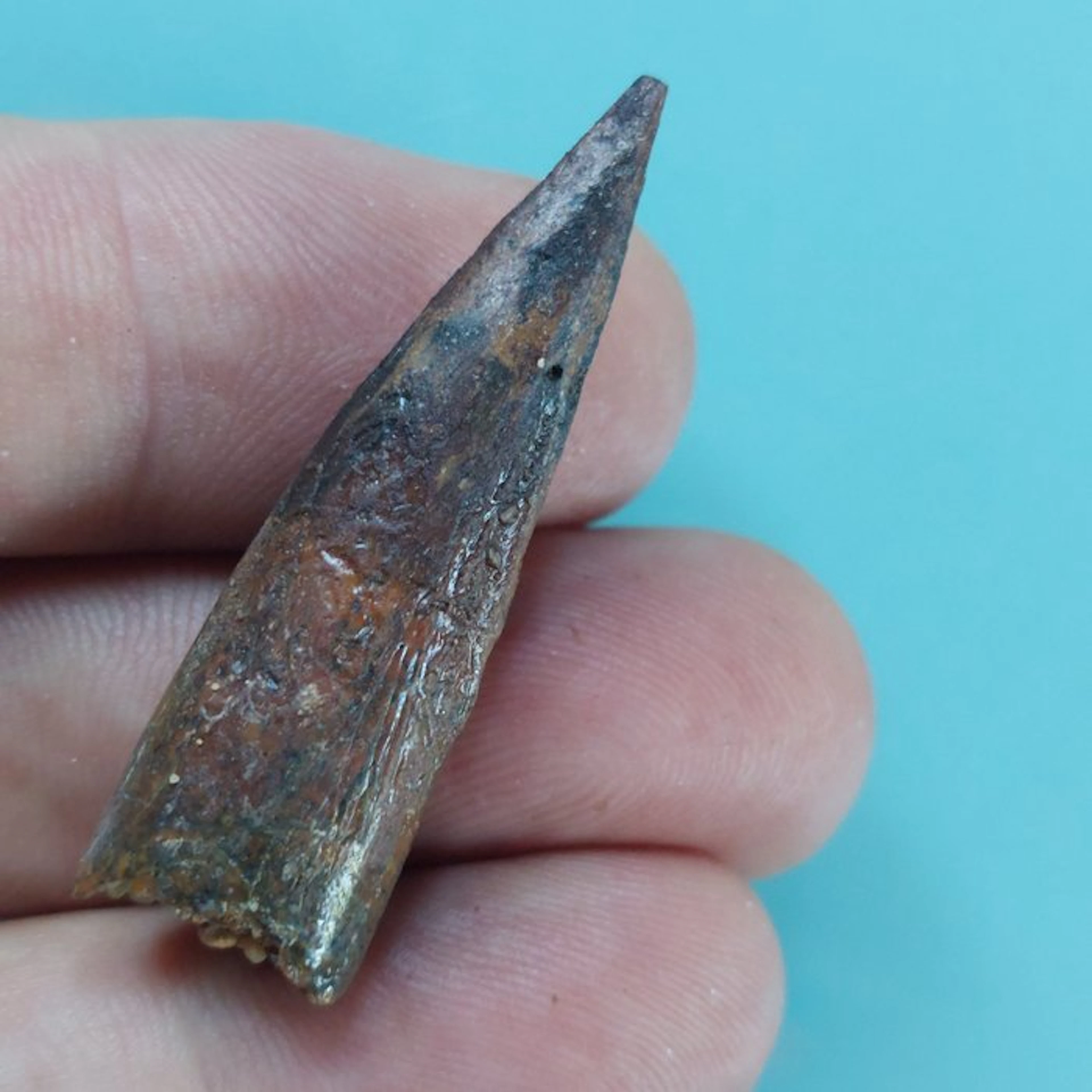Spinosaur - Fossil tooth - 45 mm - 15 mm