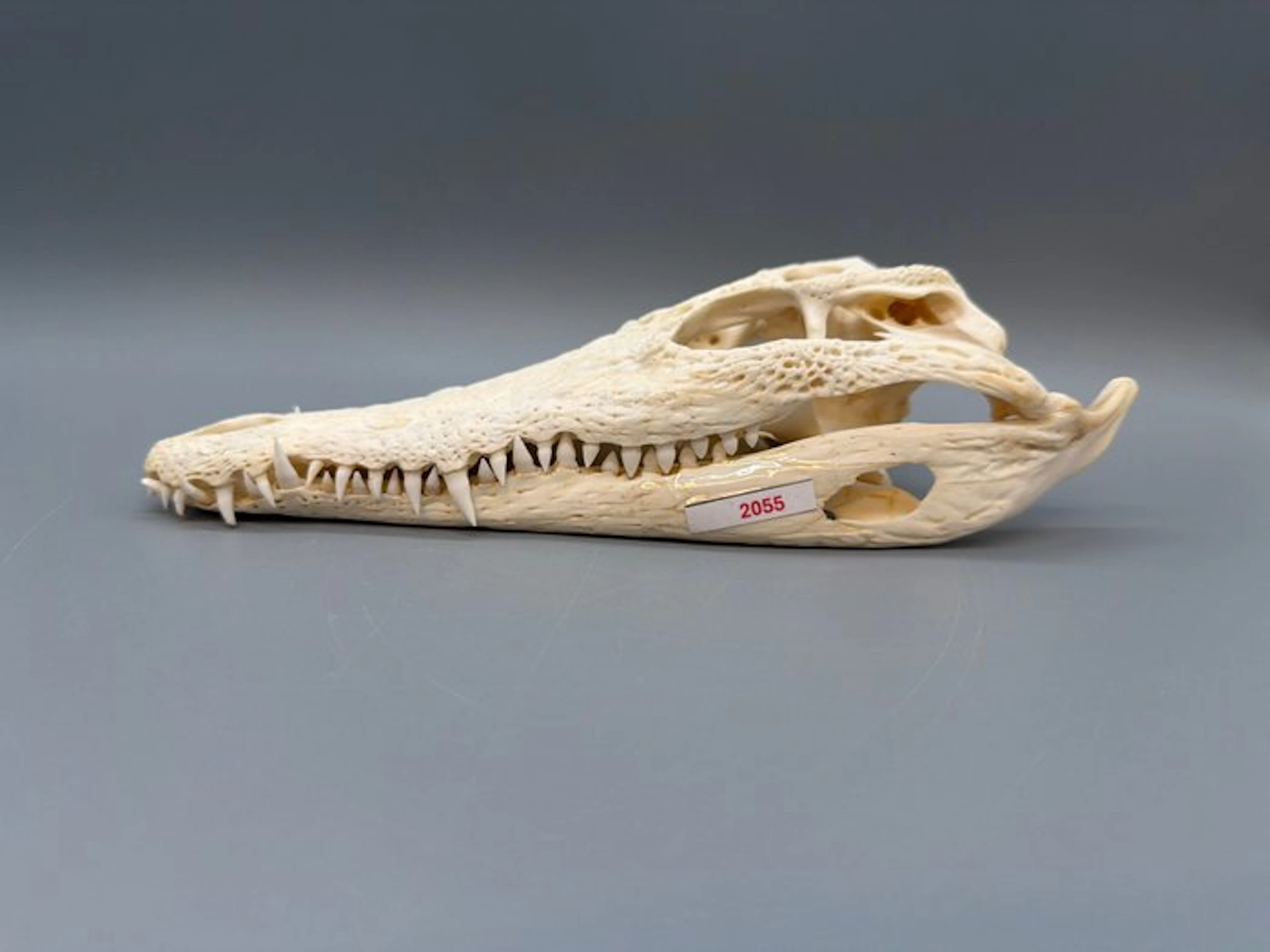 Nile Crocodile Skull - Crocodylus niloticus - 6 cm - 10...