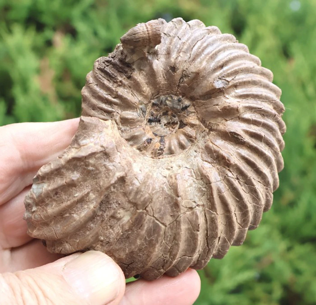 "Ammonite from Troyes" France - Fossilised shell - Hoplites dentatus - 10 cm