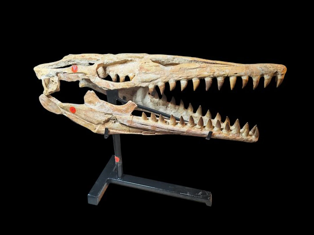 Stunning fossilized skull - Fossil skull - Pluridens walkeri - 66 cm - 20 cm