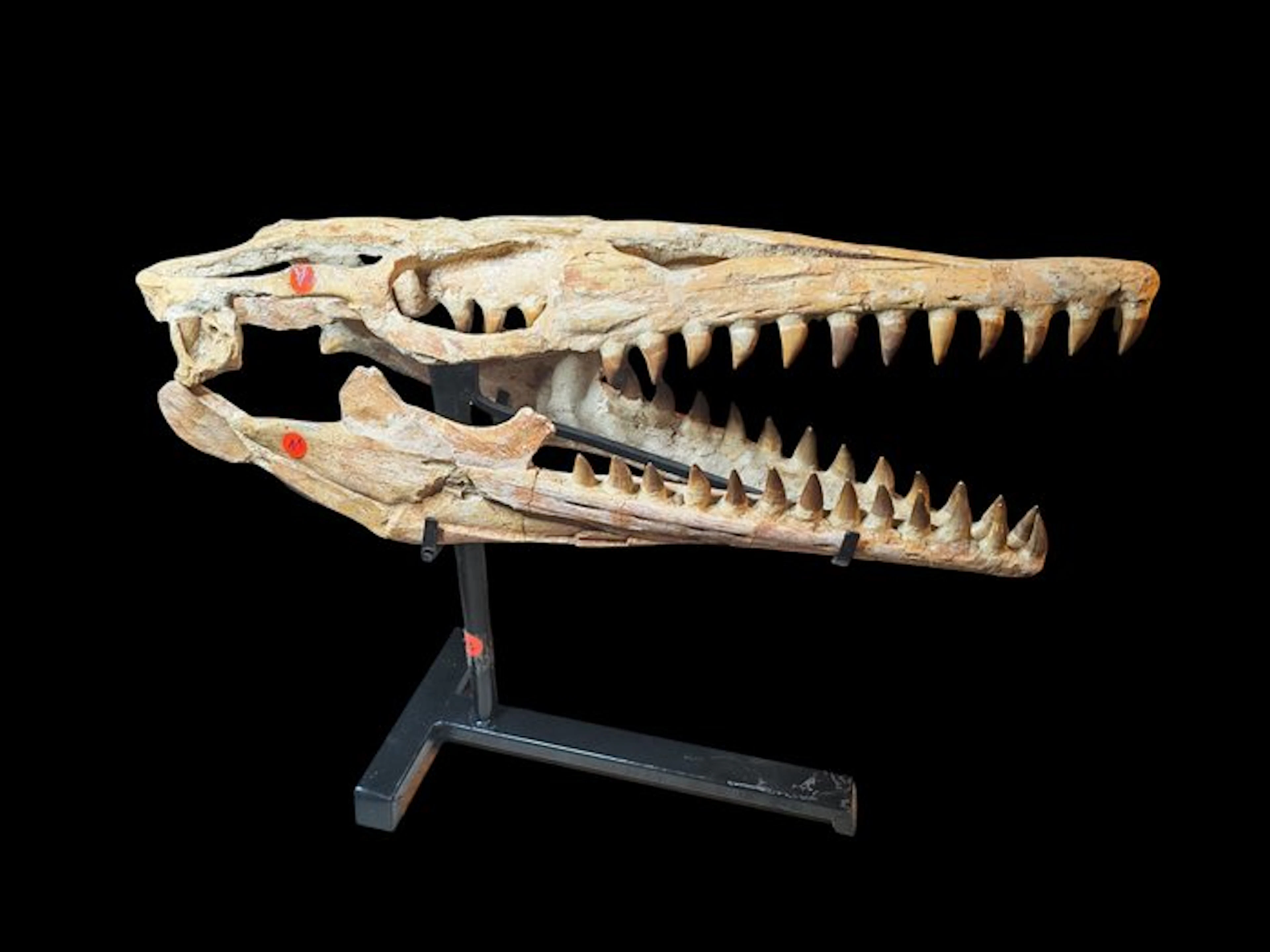 Stunning fossilized skull - Fossil skull - Pluridens walkeri - 66 cm - 20 cm