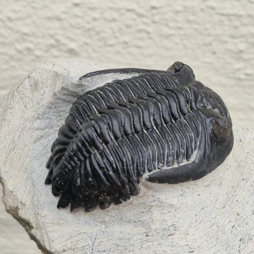 Trilobite - Fossilised animal - Hollardops mesocristata...