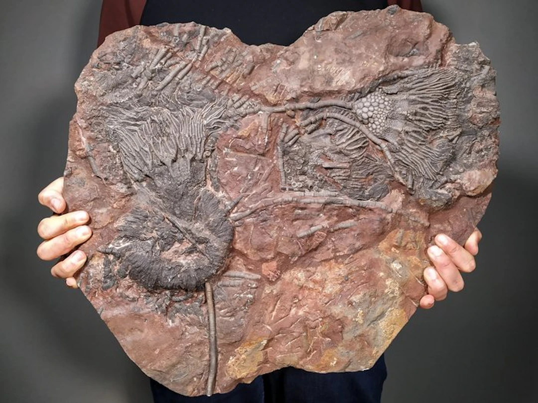 Exceptional Large Fossil Association – Multiple Sea...