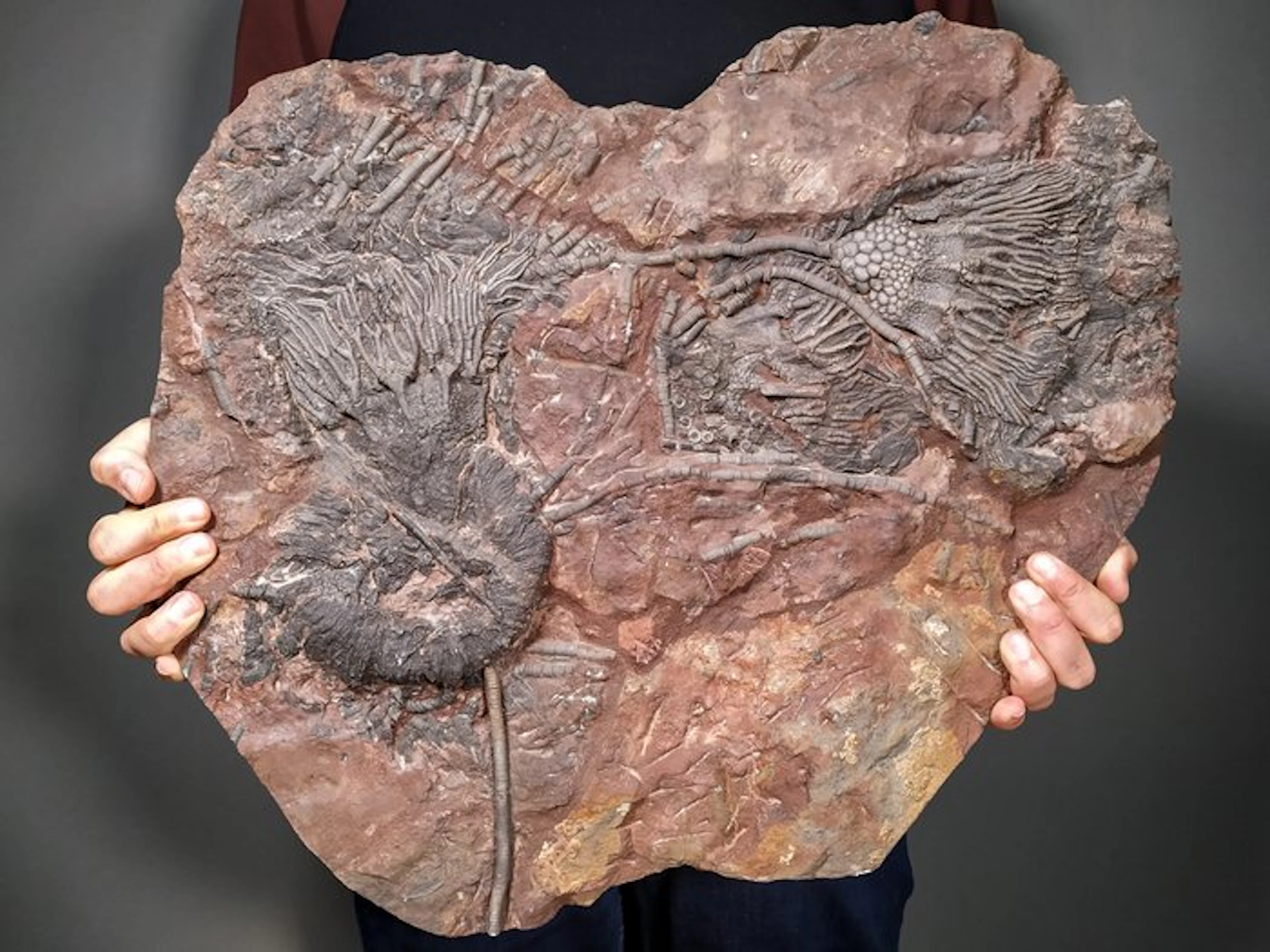Exceptional Large Fossil Association – Multiple Sea...