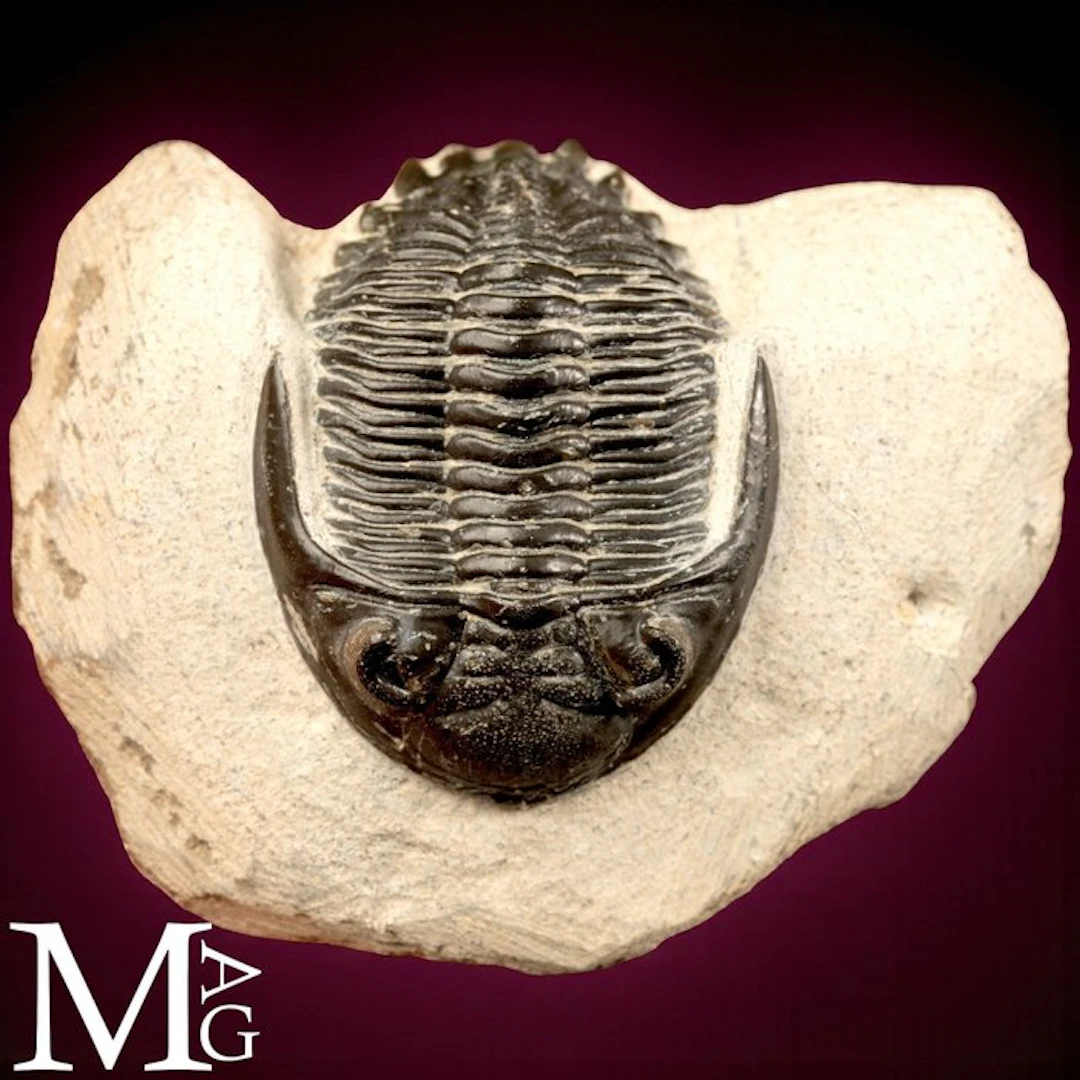 Trilobite fossil on matrix fossil skeleton - Height: 80...