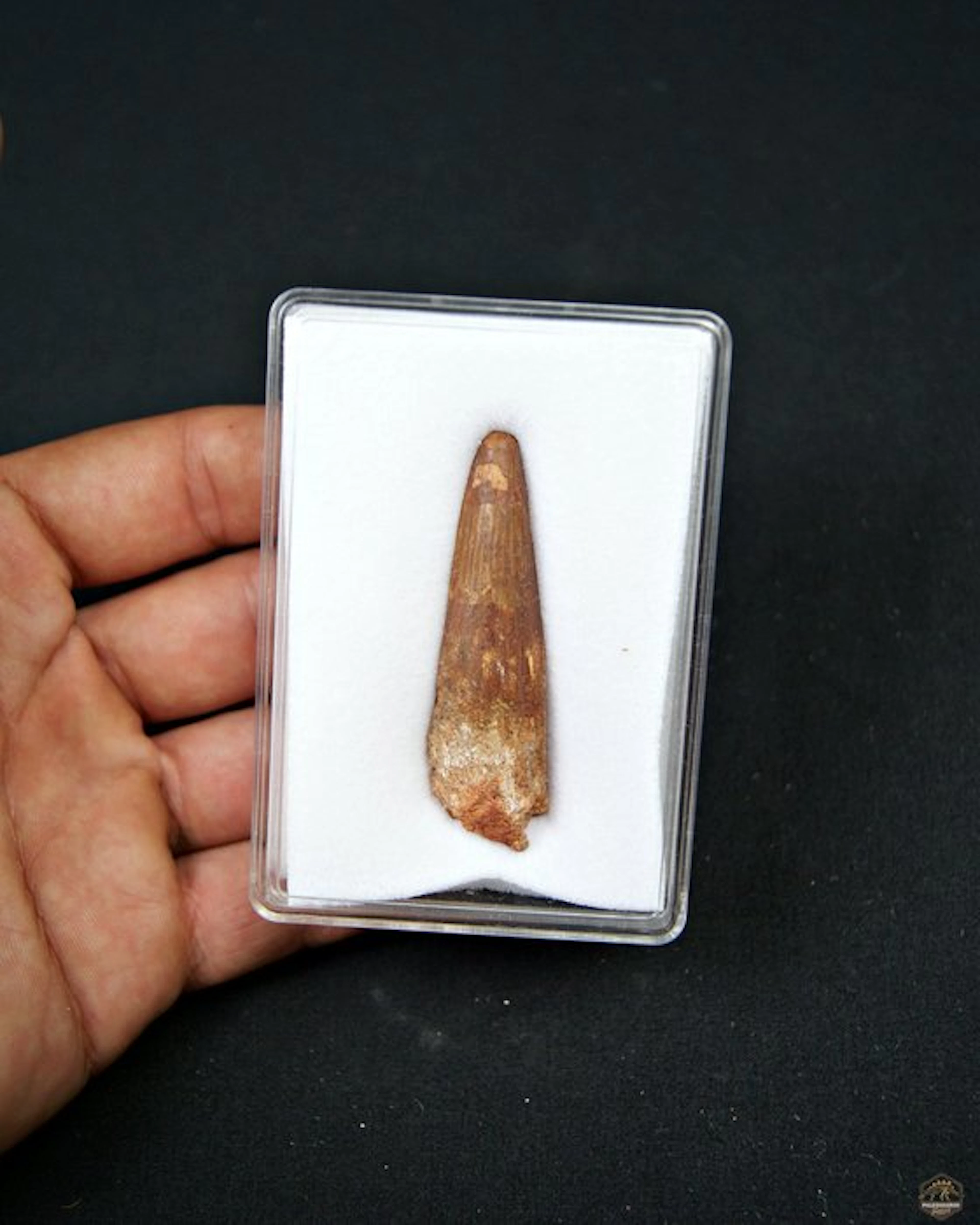 Spinosaur - Fossil tooth - Spinosaurus aegyptiacus (No reserve price)