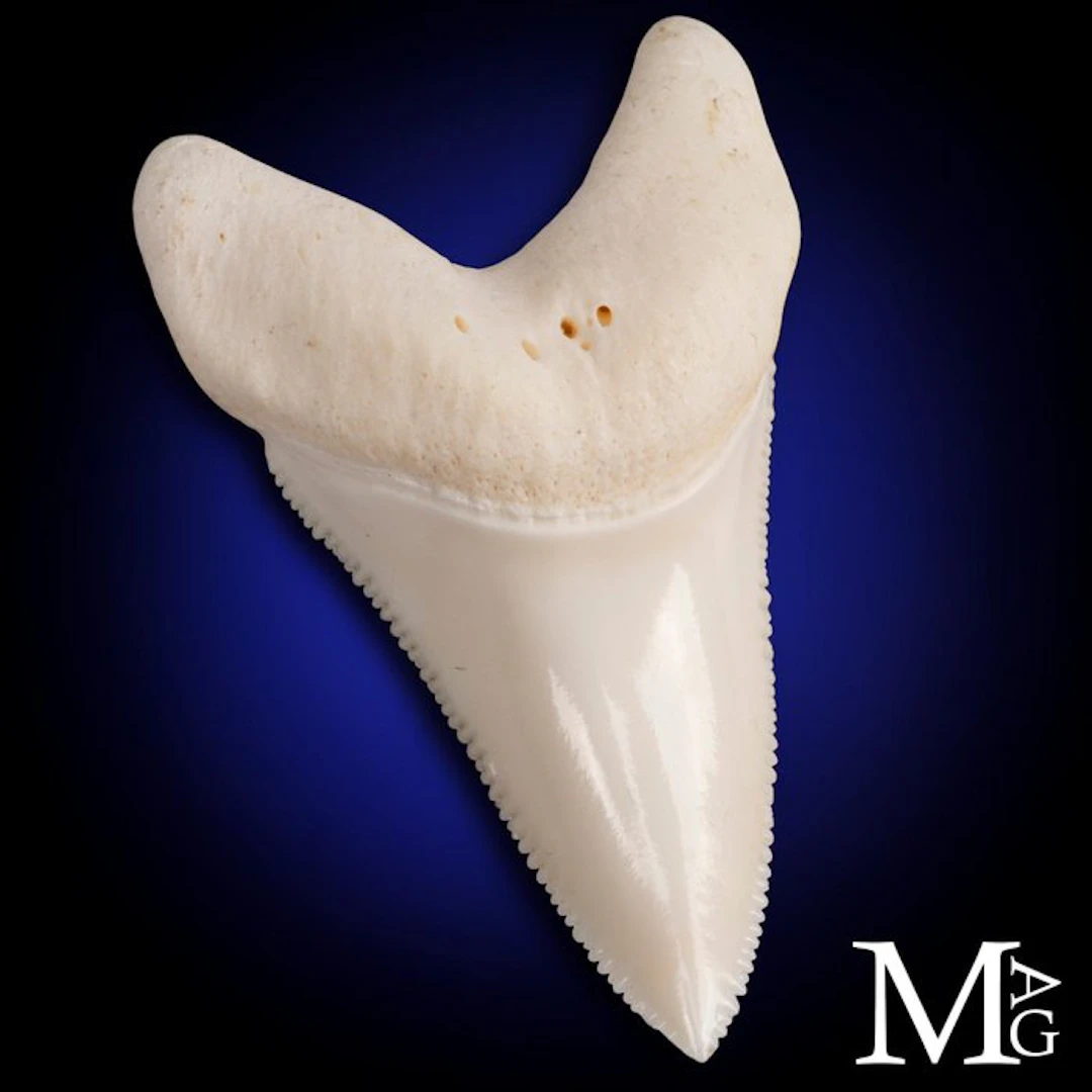 Natural Great White Shark Tooth Perfect Upper Jaw L1...