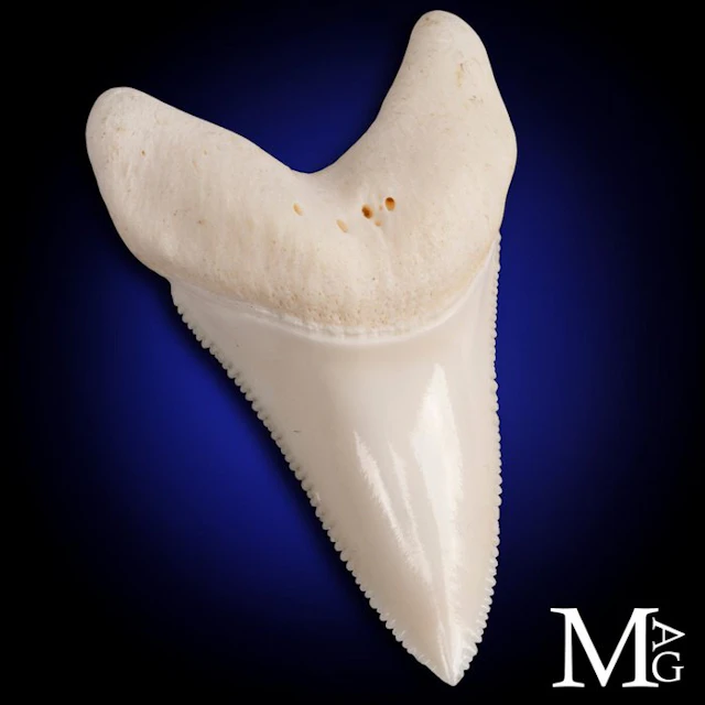 Natural Great White Shark Tooth Perfect Upper Jaw L1...