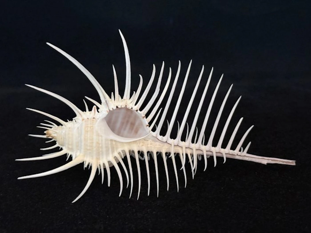 Sea Snail Sea shell - S-650 MUREX PECTEN (No reserve price)