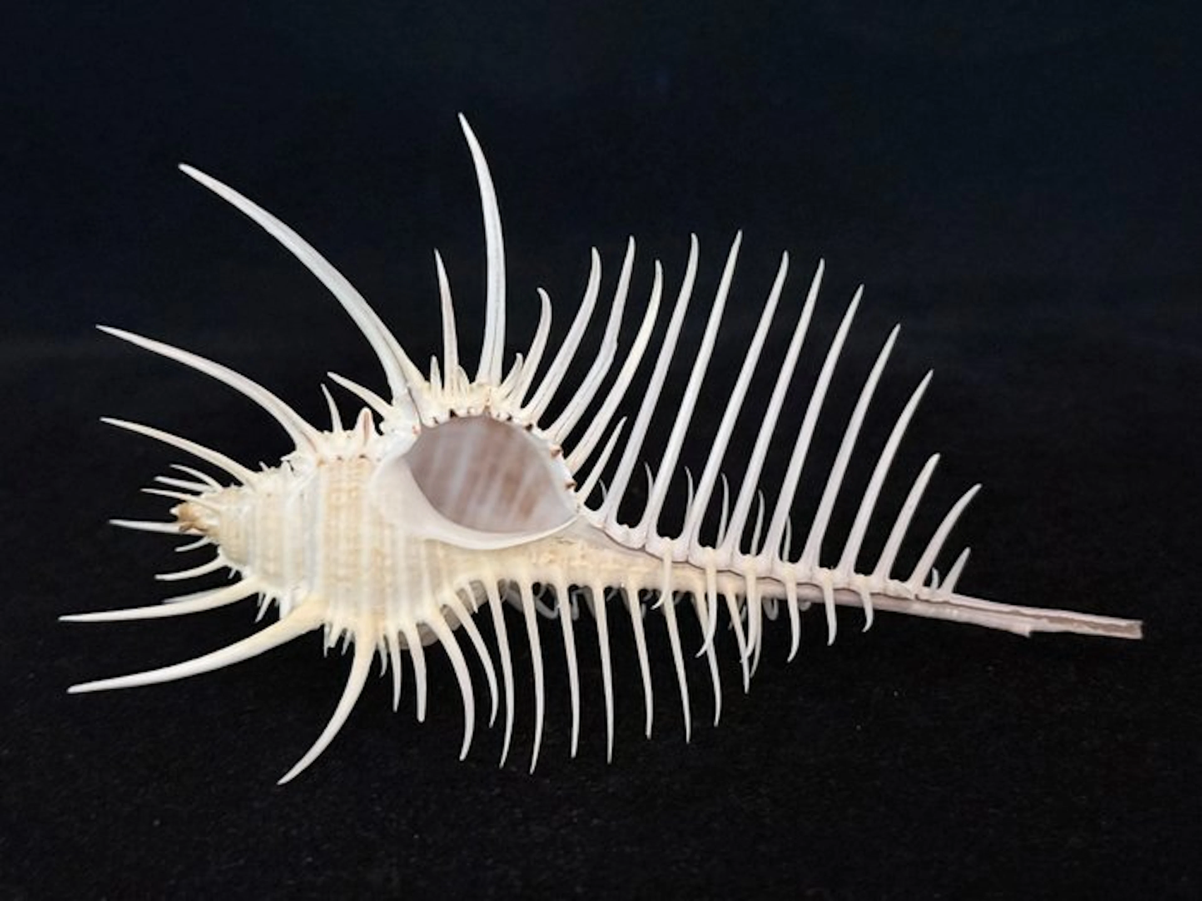 Sea Snail Sea shell - S-650 MUREX PECTEN (No reserve price)