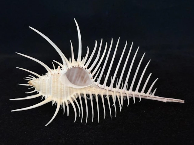 Sea Snail Sea shell - S-650 MUREX PECTEN (No reserve price)