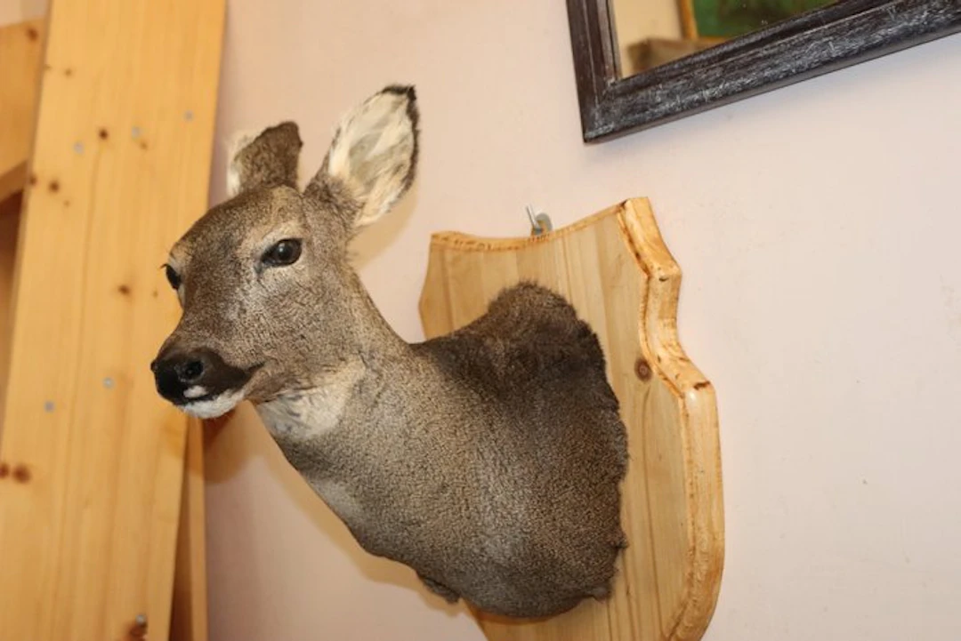 female roe deer Taxidermy wall mount - Capreolus - 43 cm - 20 cm - 40 cm