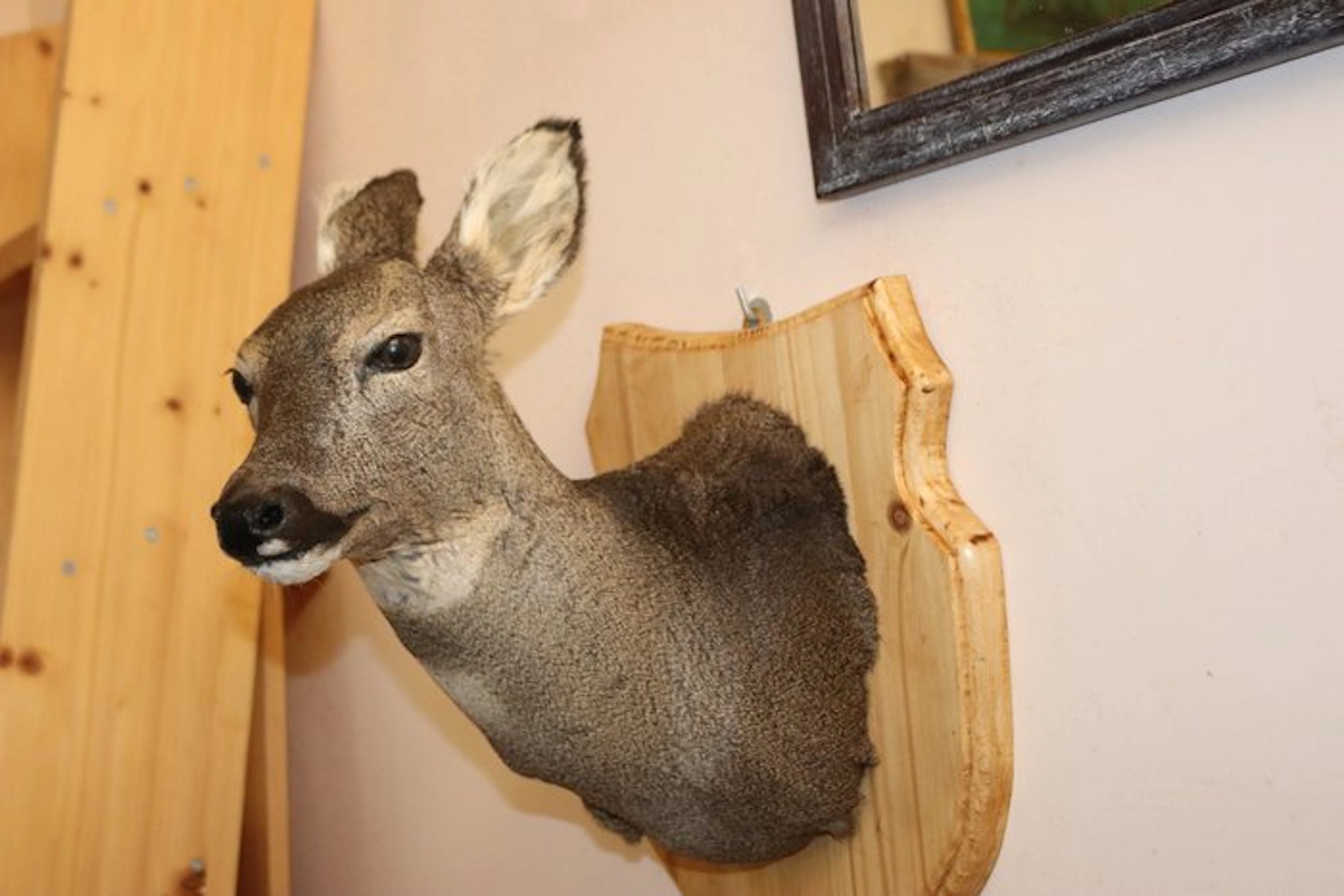 female roe deer Taxidermy wall mount - Capreolus - 43 cm - 20 cm - 40 cm